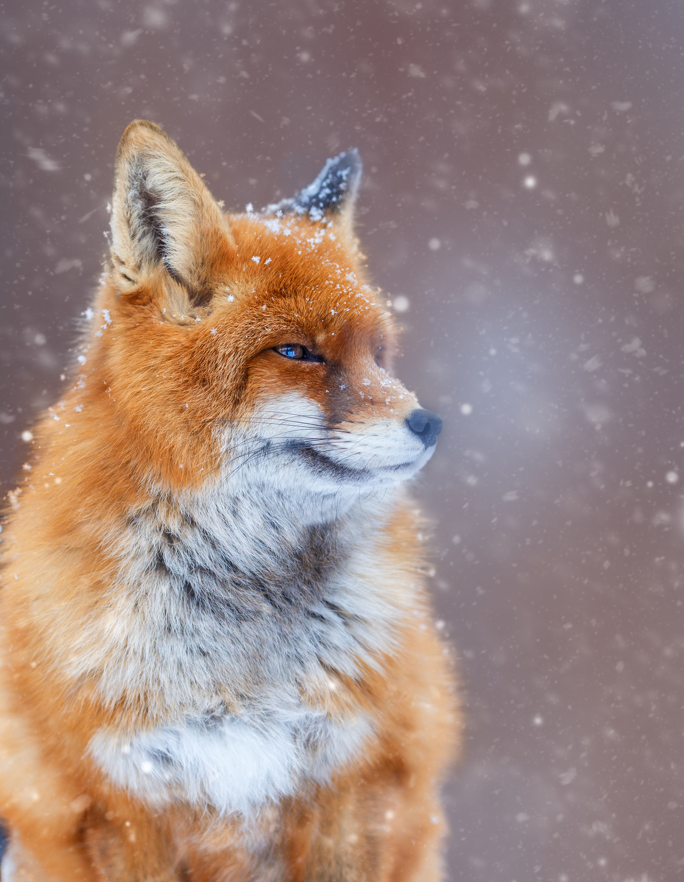 Snow joy)) - Fox, Snow, The photo, Longpost