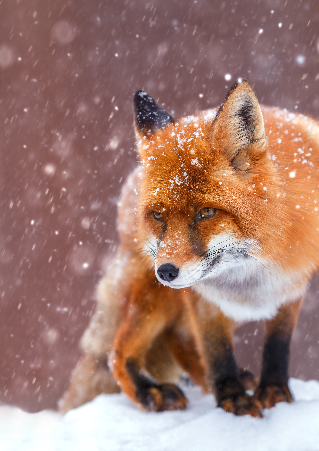 Snow joy)) - Fox, Snow, The photo, Longpost