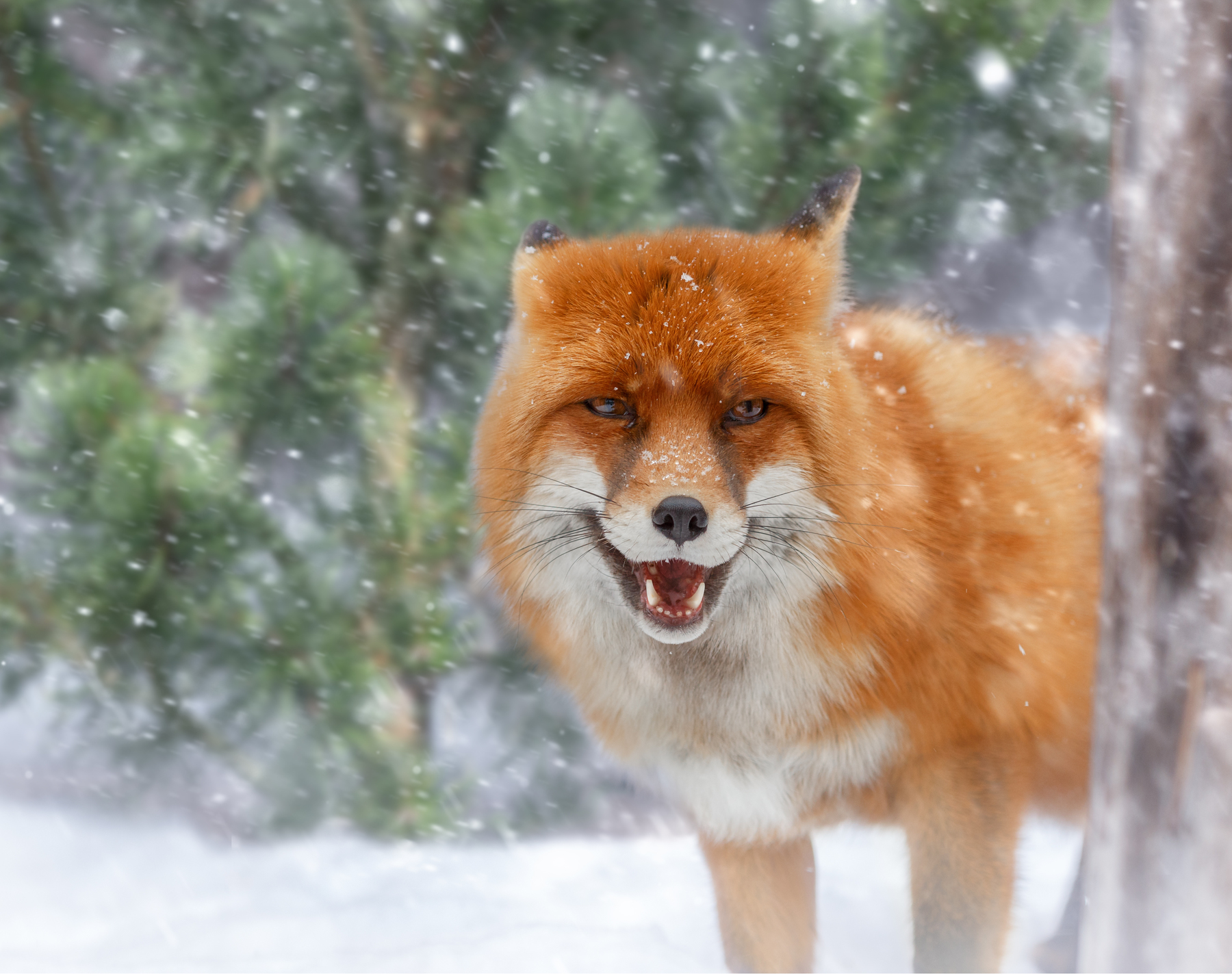 Snow joy)) - Fox, Snow, The photo, Longpost