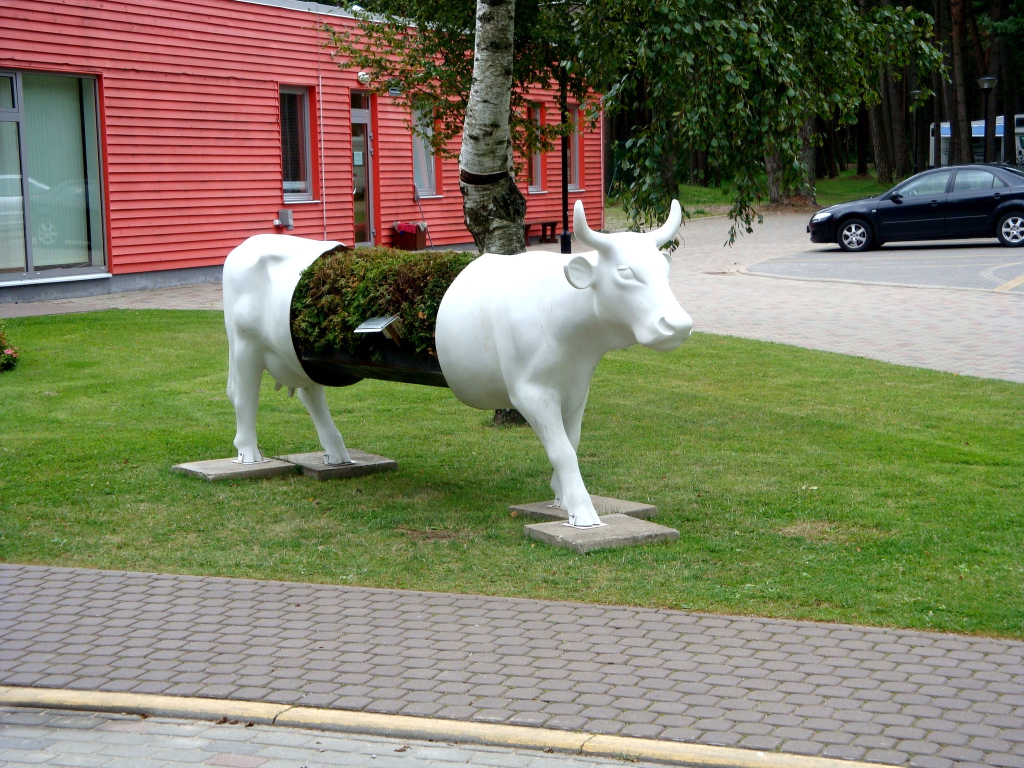 Cows and linear algebra - My, Cow, Algebra, Travels, Latvia, Ventspils, Longpost