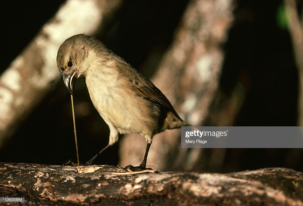 Intelligence of birds except corvids and parrots, intelligence of mammals except primates and dolphins - My, Animals, Mammals, Birds, Elephants, Zoopsychology, Interesting, Nature, Intelligence, Video, Longpost