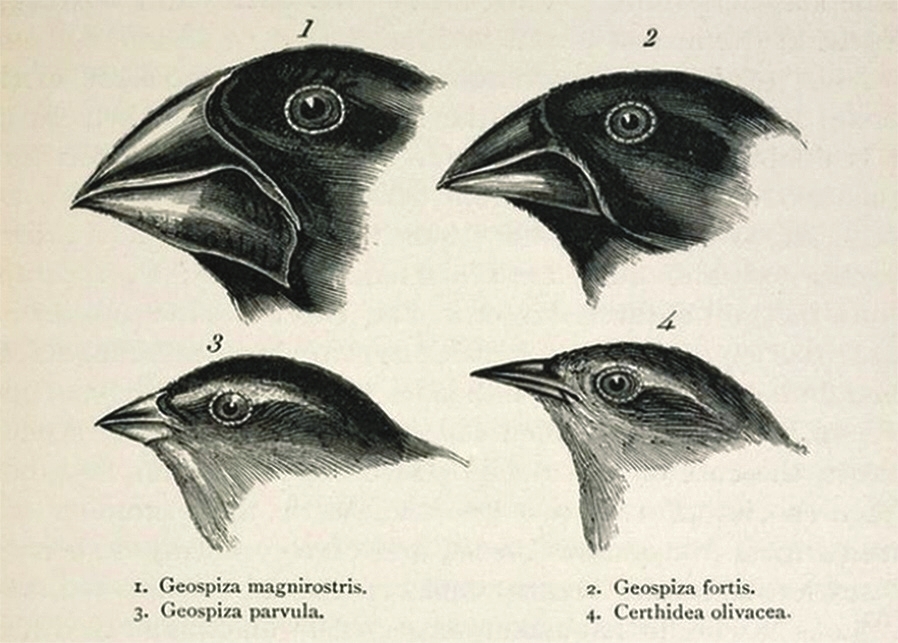 Intelligence of birds except corvids and parrots, intelligence of mammals except primates and dolphins - My, Animals, Mammals, Birds, Elephants, Zoopsychology, Interesting, Nature, Intelligence, Video, Longpost