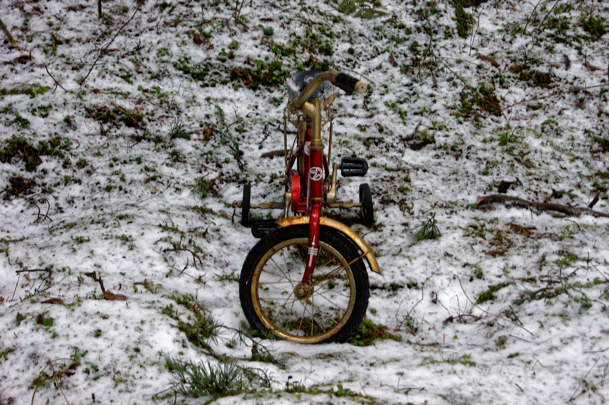 Meeting in the forest - My, Forest, A bike, Beginning photographer