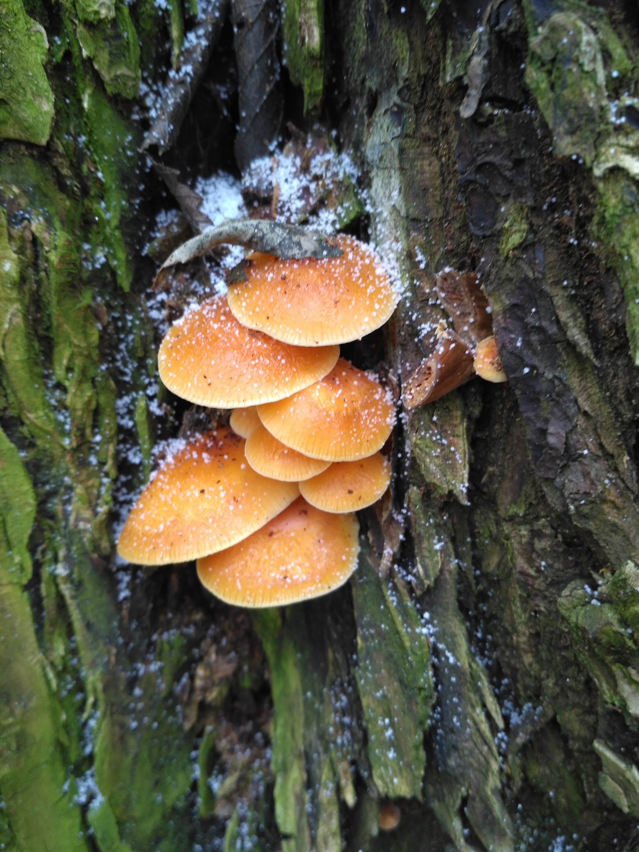 New Year's mushrooms - My, Mushrooms, Honey mushrooms, Nature, The photo, Longpost