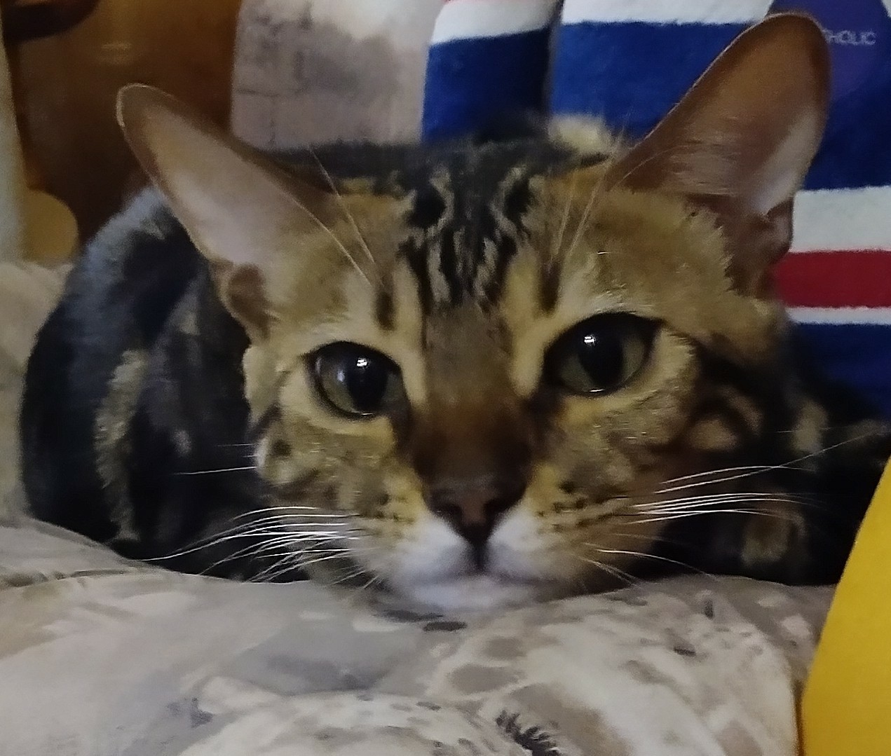 My Bengal - My, Bengal cat, Catomafia, Handsome men, cat, Video, Longpost