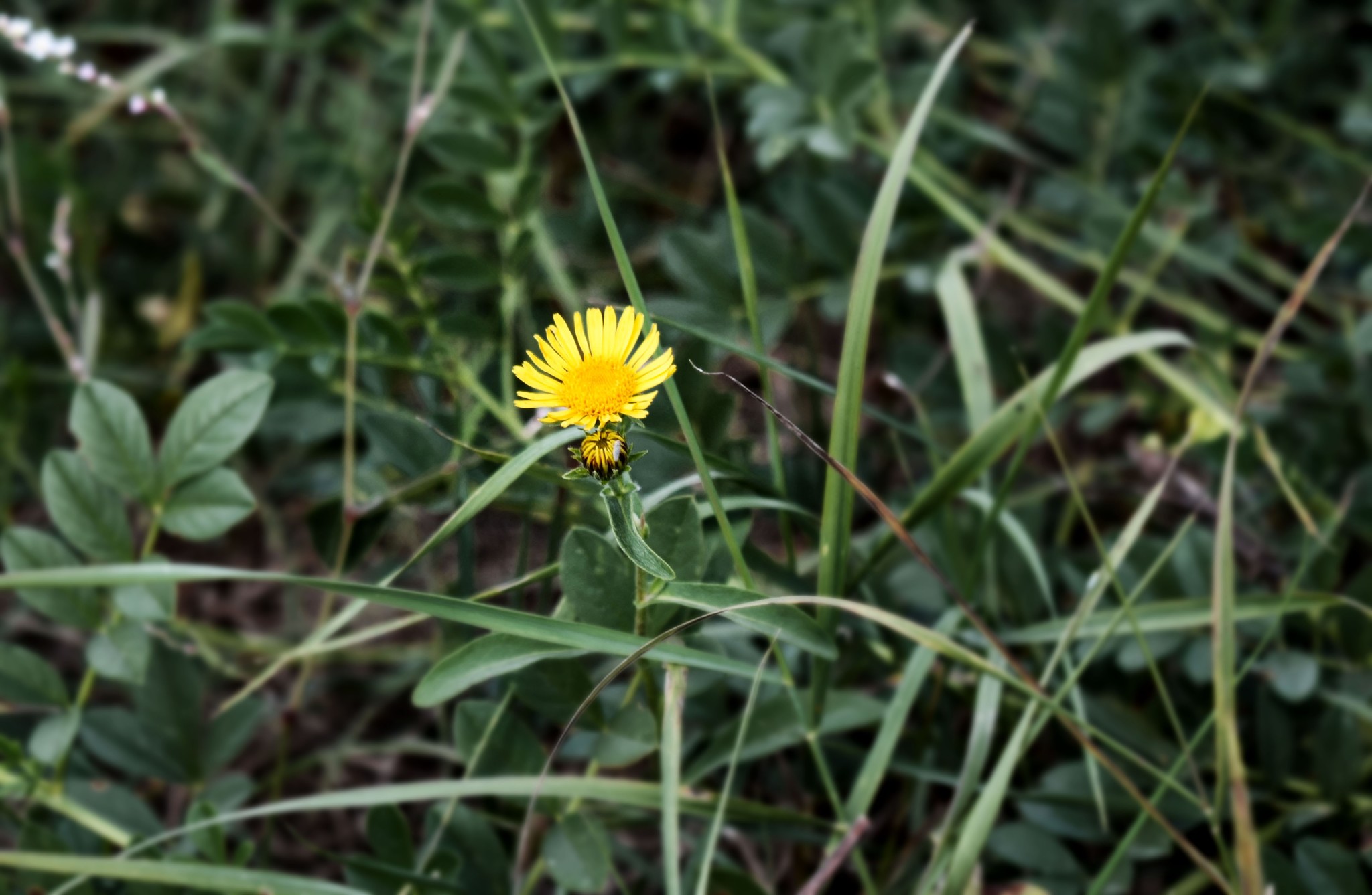 A little naturalism - My, Nature, Flowers, Longpost, The photo, Summer