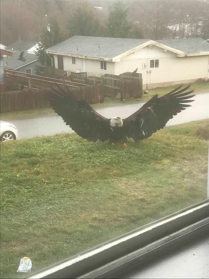 I guess I'll stay at home today... - Eagle, The photo, Imgur, Birds, Bald eagle, Wings