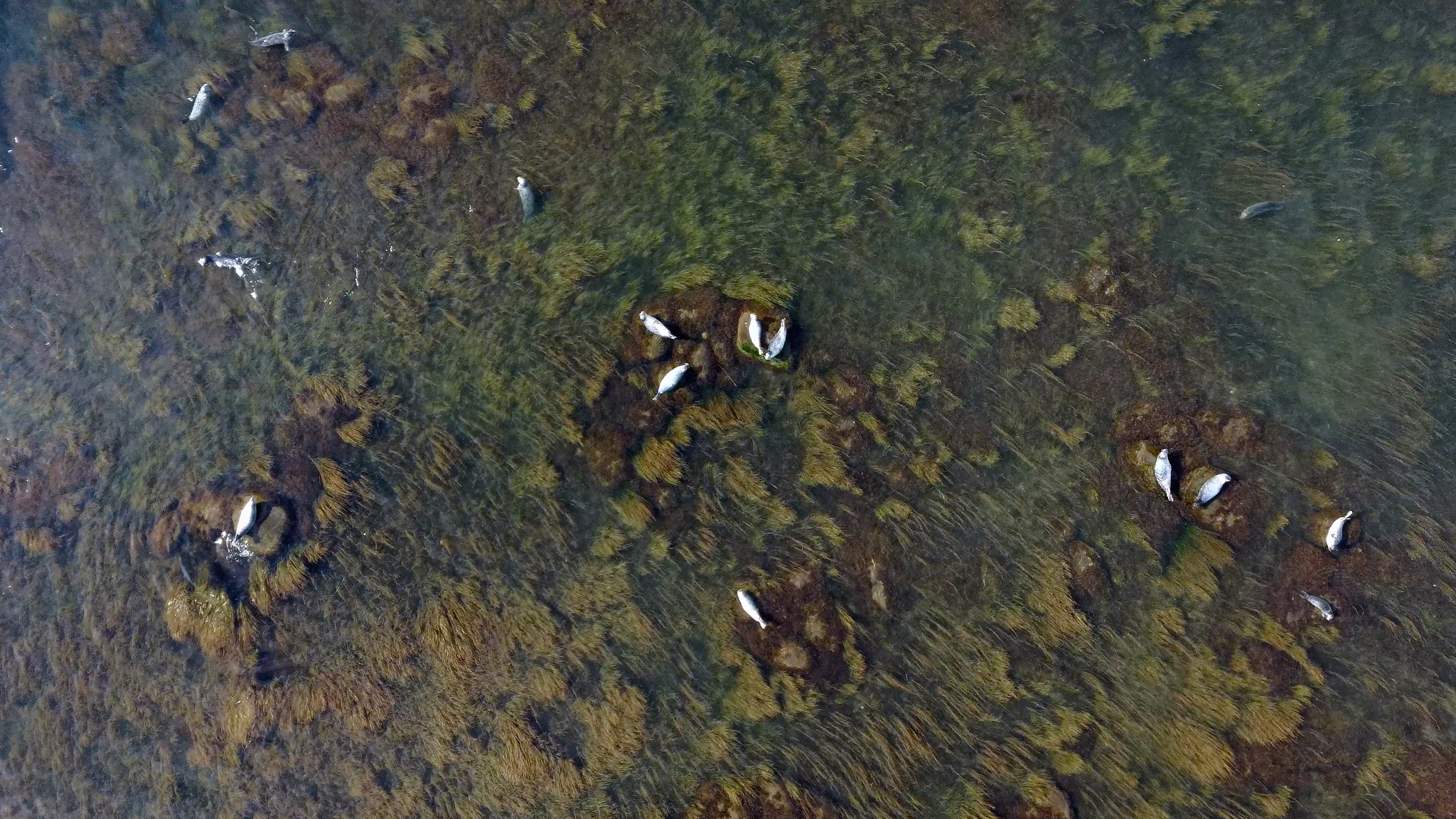 Island and basking seals :) - My, Drone, Sea, Island, The photo, Дальний Восток, Seal