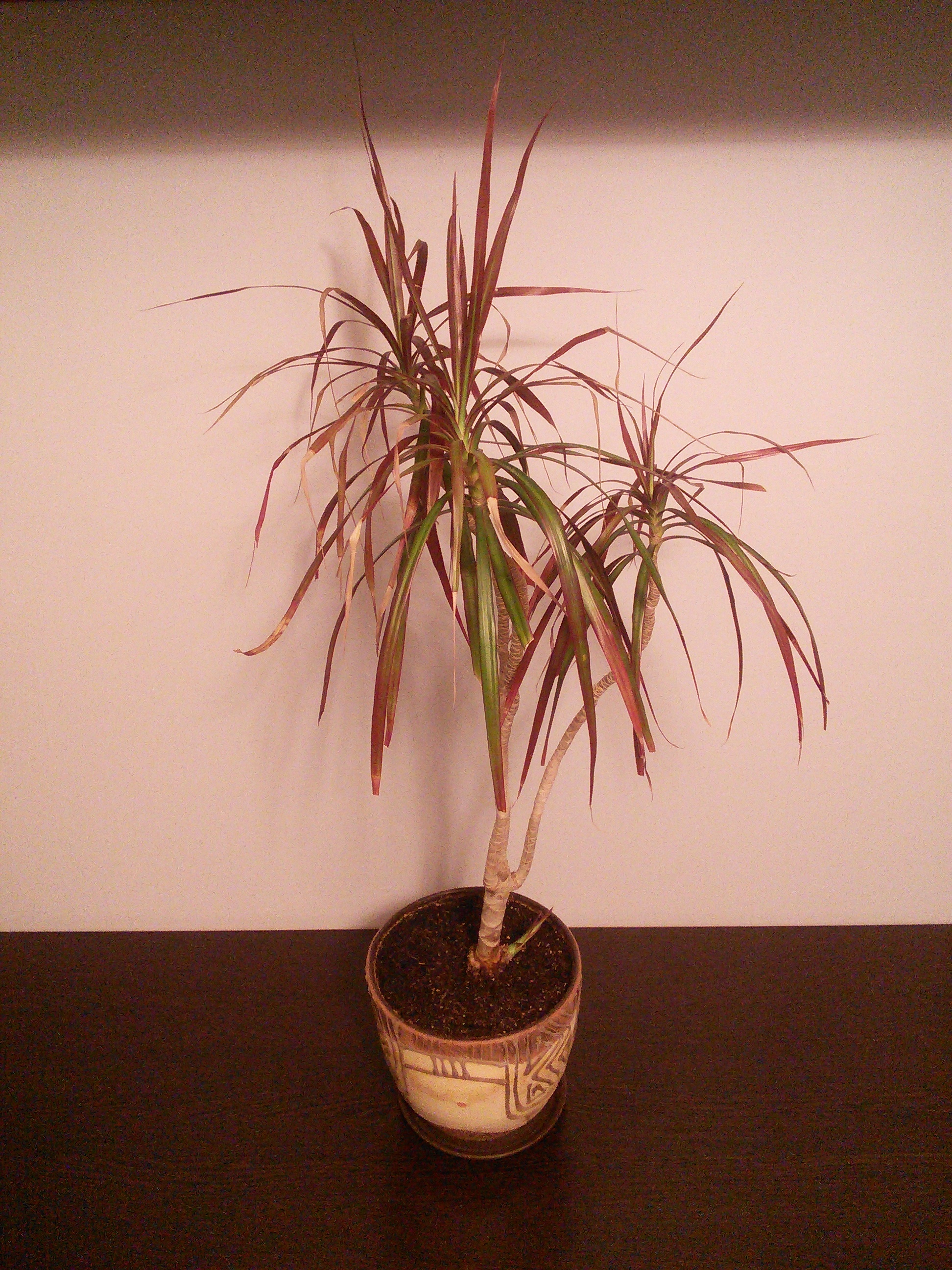 Who survives in a bachelor's apartment - My, Houseplants, Dracaena, Money Tree, Cactus, Longpost