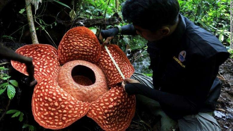 World's largest flower discovered in Indonesia - Flowers, Indonesia, Record, Rafflesia