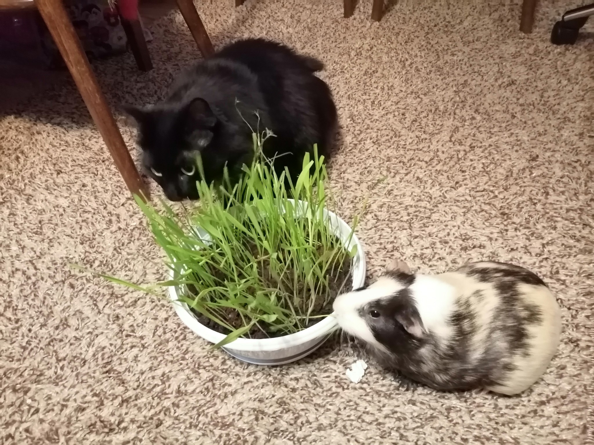 When the courier brought fresh herbs - My, cat, Guinea pig, Finally