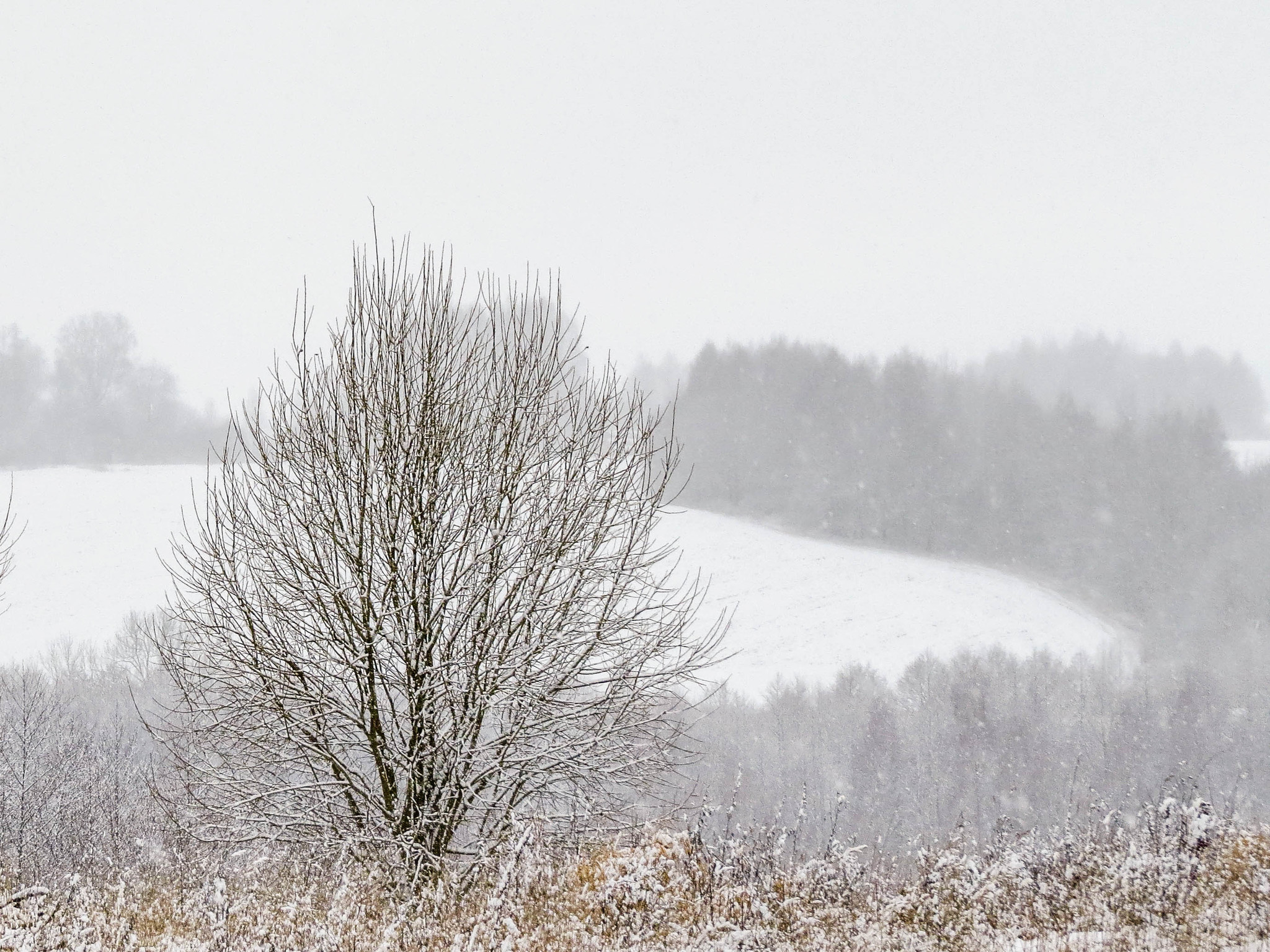 Wabi-sabi space - My, Wabi Sabi, Snow, Winter, Republic of Belarus