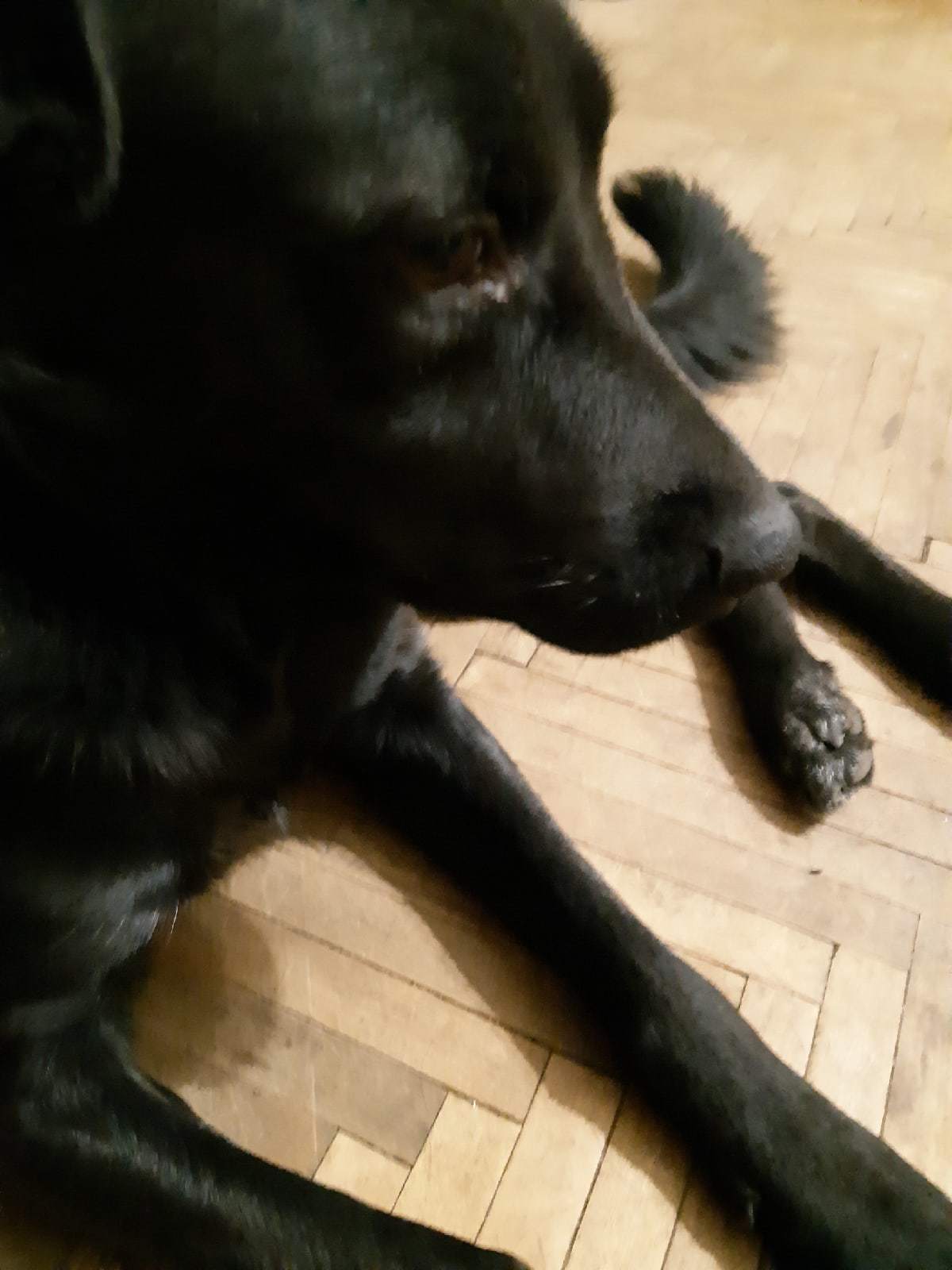 The dog needs an owner - Dog, In good hands, Help, No rating, Longpost, City of Queens, Mytischi