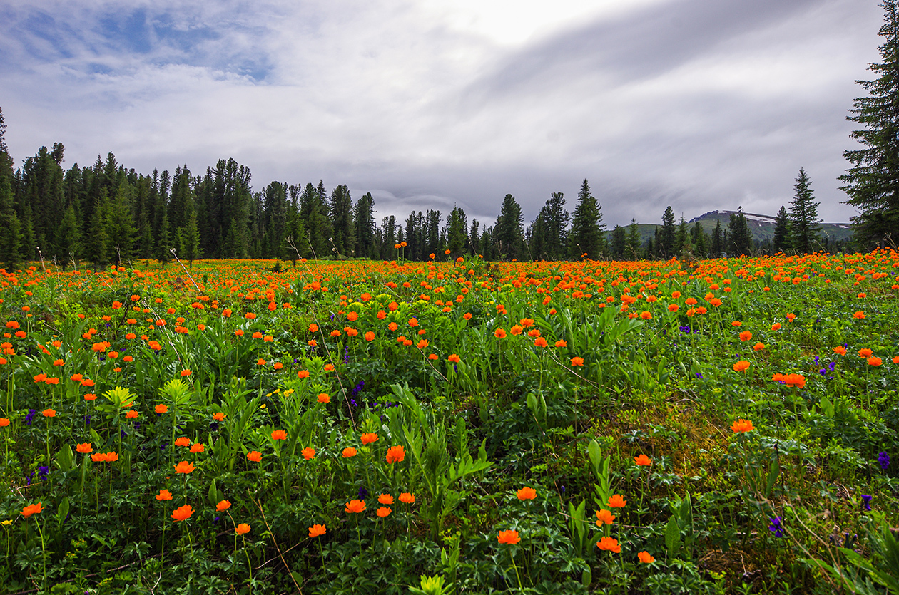 Flower seas - My, Ergaki, Flowers, Travels, Holidays in Russia, Leisure, Family holiday, wildlife, Michael, Longpost