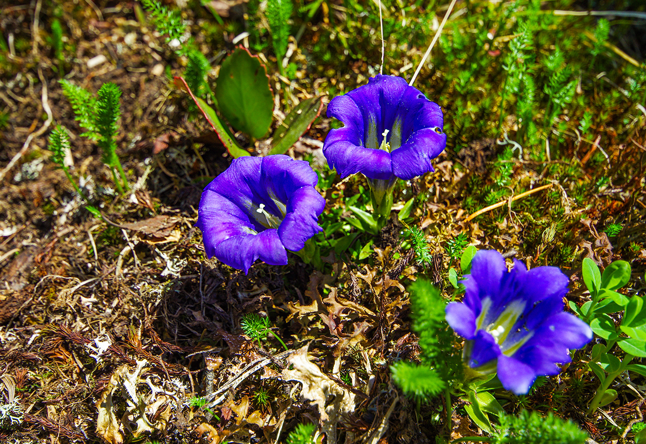 Flower seas - My, Ergaki, Flowers, Travels, Holidays in Russia, Leisure, Family holiday, wildlife, Michael, Longpost