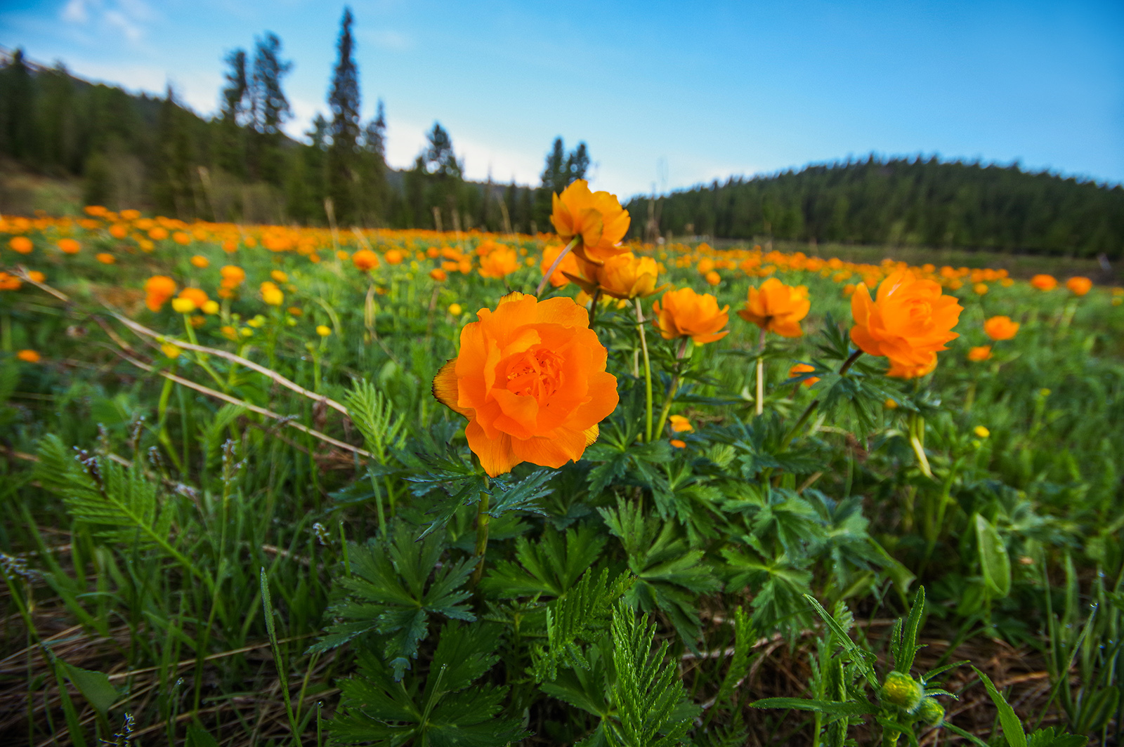 Flower seas - My, Ergaki, Flowers, Travels, Holidays in Russia, Leisure, Family holiday, wildlife, Michael, Longpost