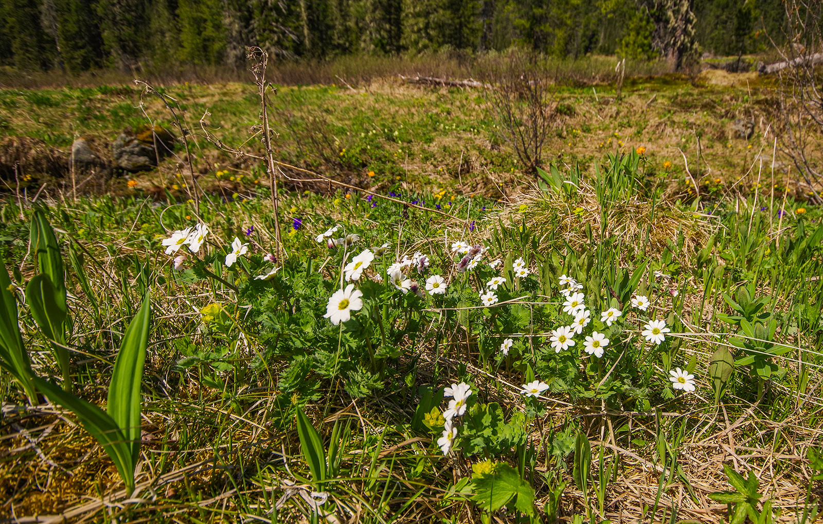 Flower seas - My, Ergaki, Flowers, Travels, Holidays in Russia, Leisure, Family holiday, wildlife, Michael, Longpost