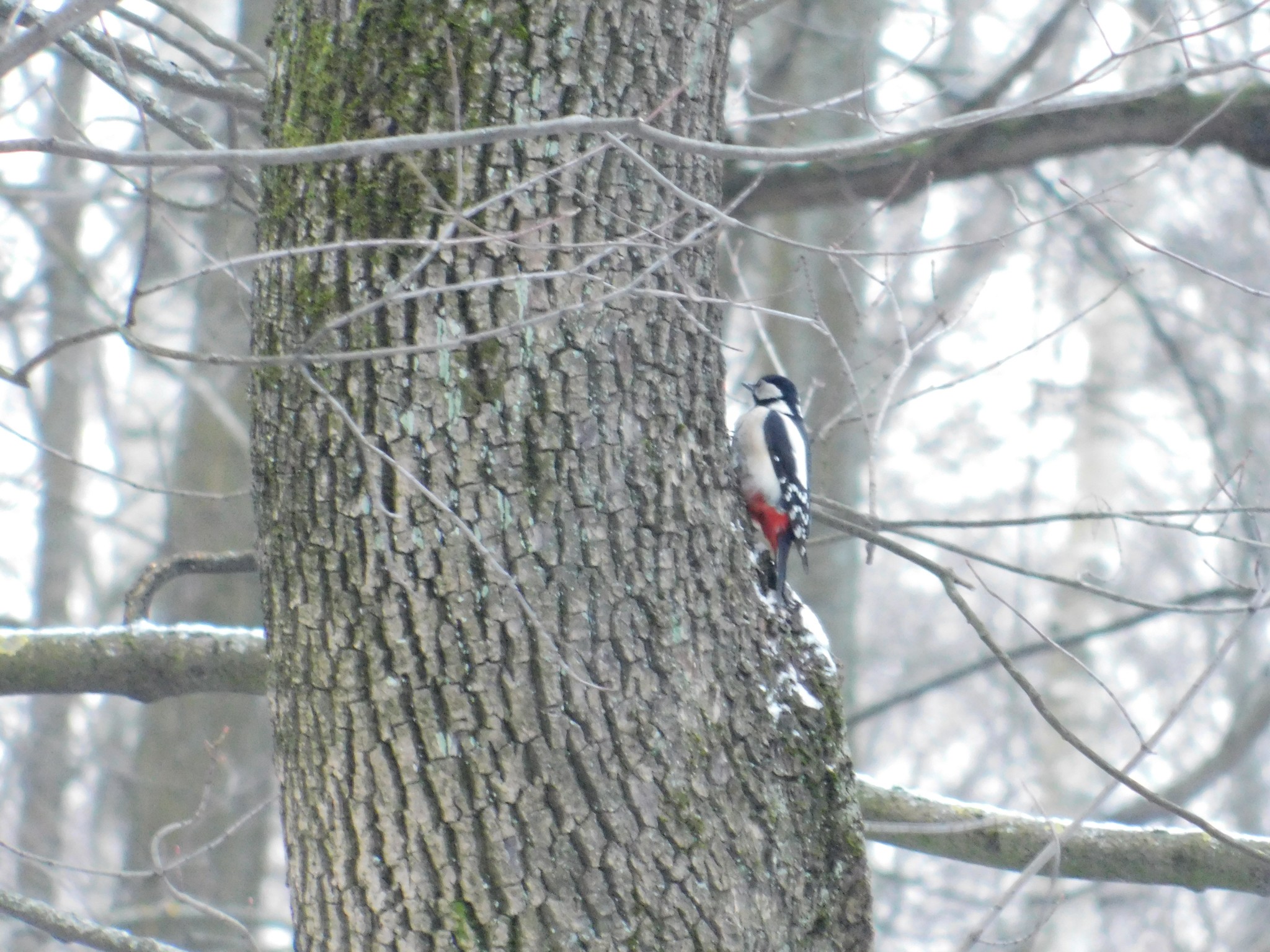 And here comes the woodpecker. Theological cemetery. 01/05/2020 - My, Great spotted woodpecker, Ornithology, Bird watching, Saint Petersburg, Cemetery, Birds, Longpost