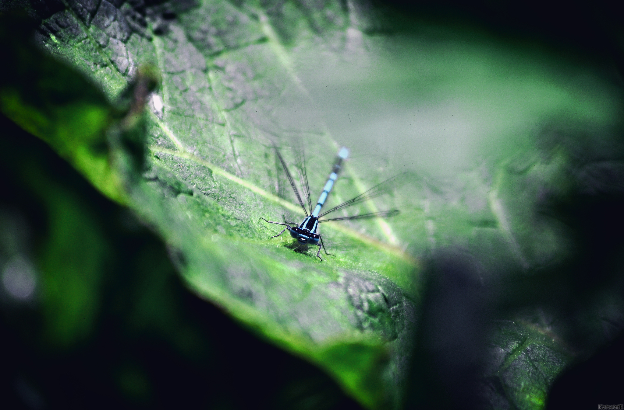 A little summer in your timeline! - My, Nature, Dragonfly, Summer, Insects