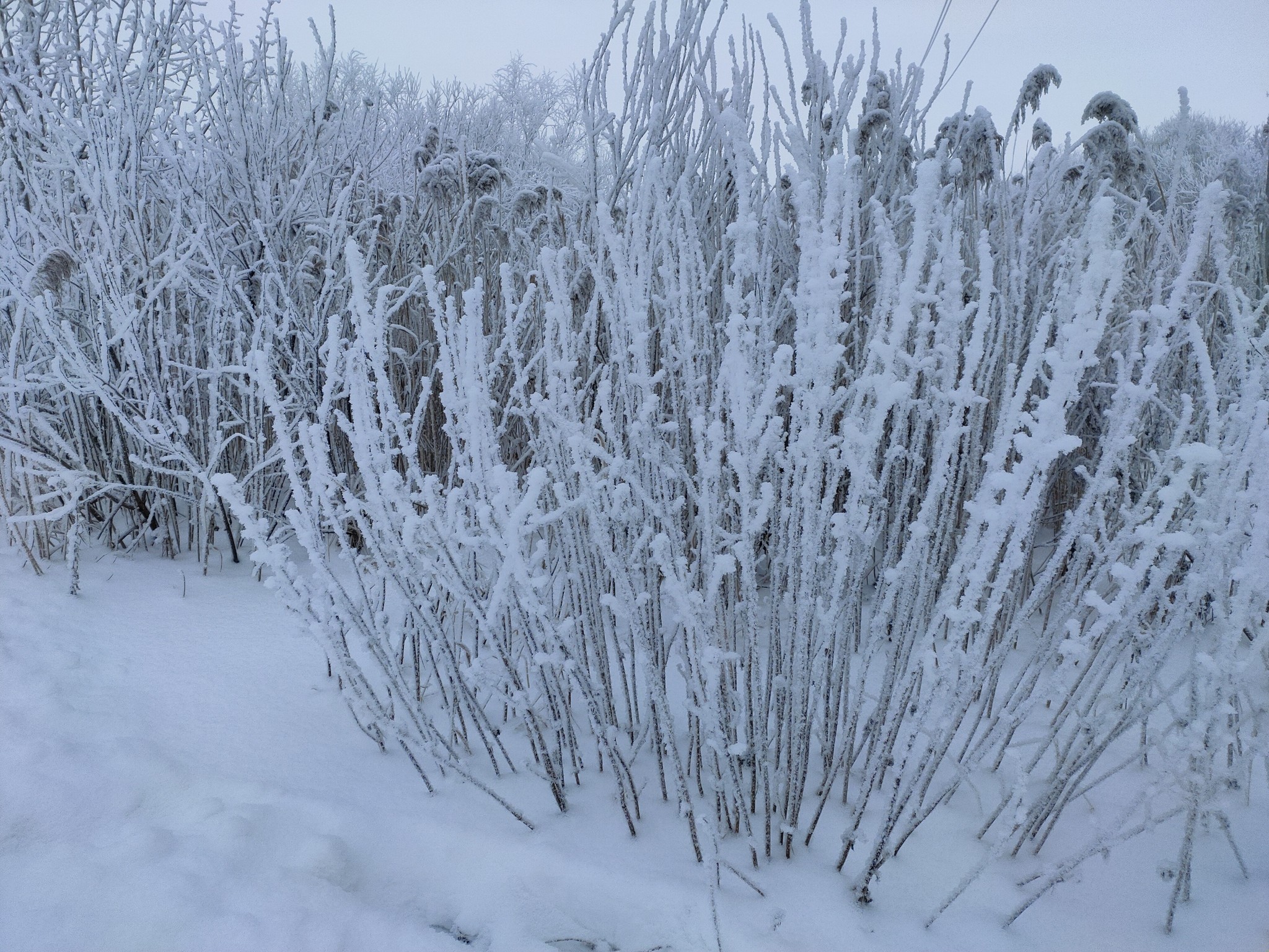 Beautiful winter has come - My, The photo, Winter, Swamp, Snow, Longpost, Nature