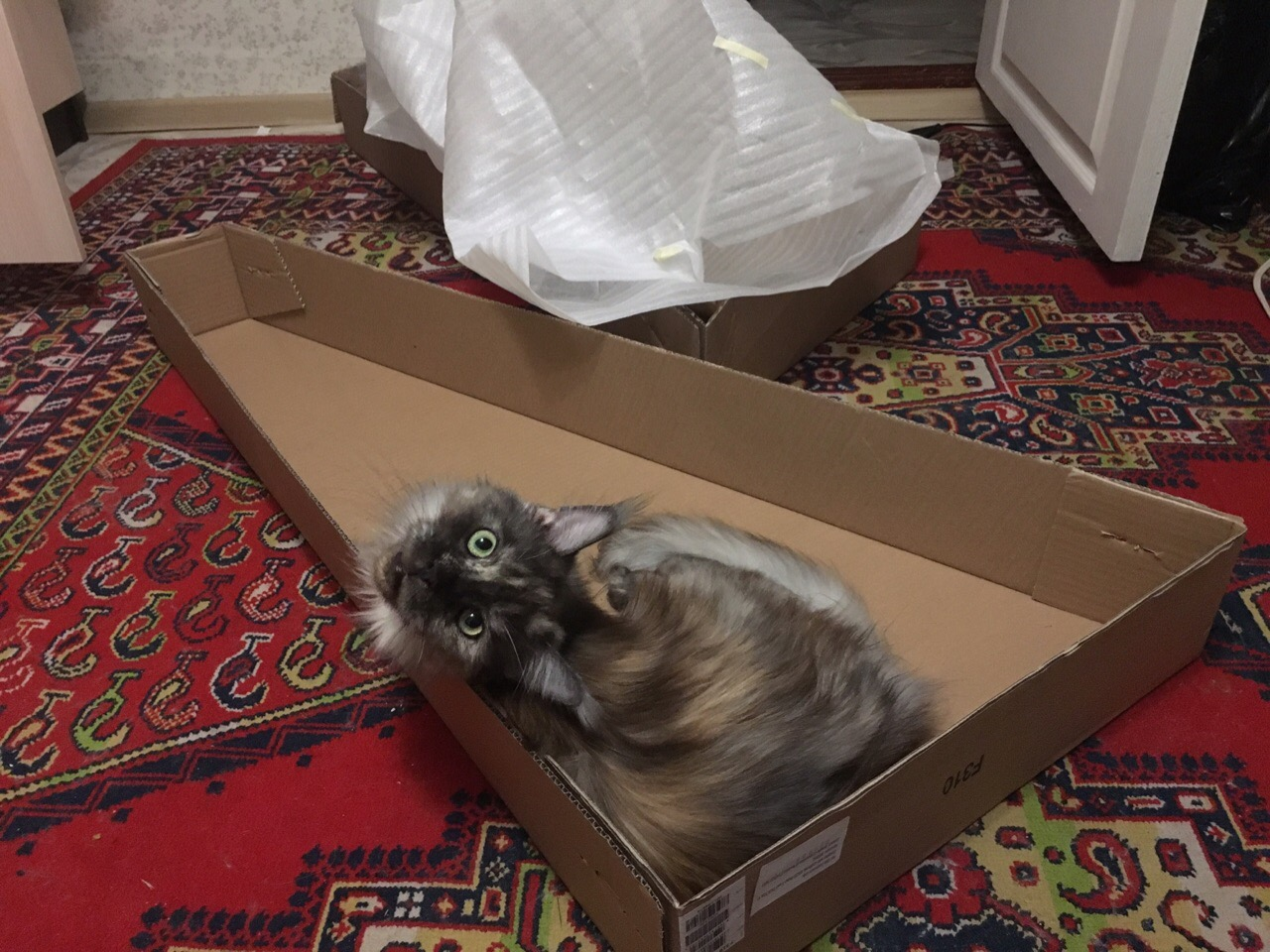 I got myself a guitar, it turned out that at the same time the Cat got a new house - My, Maine Coon, cat, Box and cat