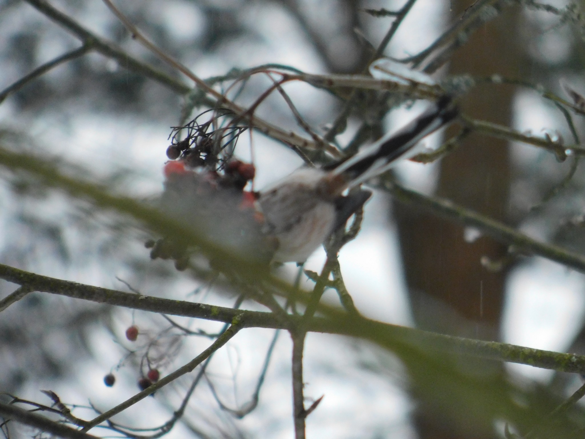 Polovniki in Sosnovka Park. 01/06/2020 - My, Long-tailed, Birds, Bird watching, Ornithology, Sosnovka Park, Saint Petersburg, Video, Longpost