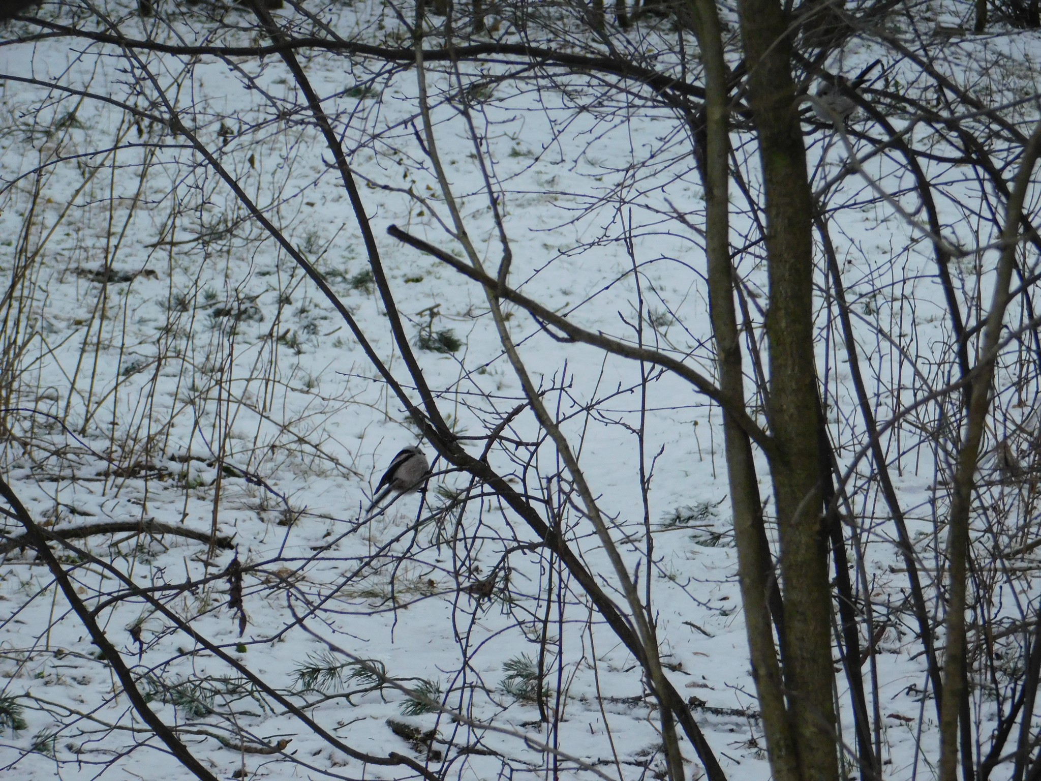 Polovniki in Sosnovka Park. 01/06/2020 - My, Long-tailed, Birds, Bird watching, Ornithology, Sosnovka Park, Saint Petersburg, Video, Longpost