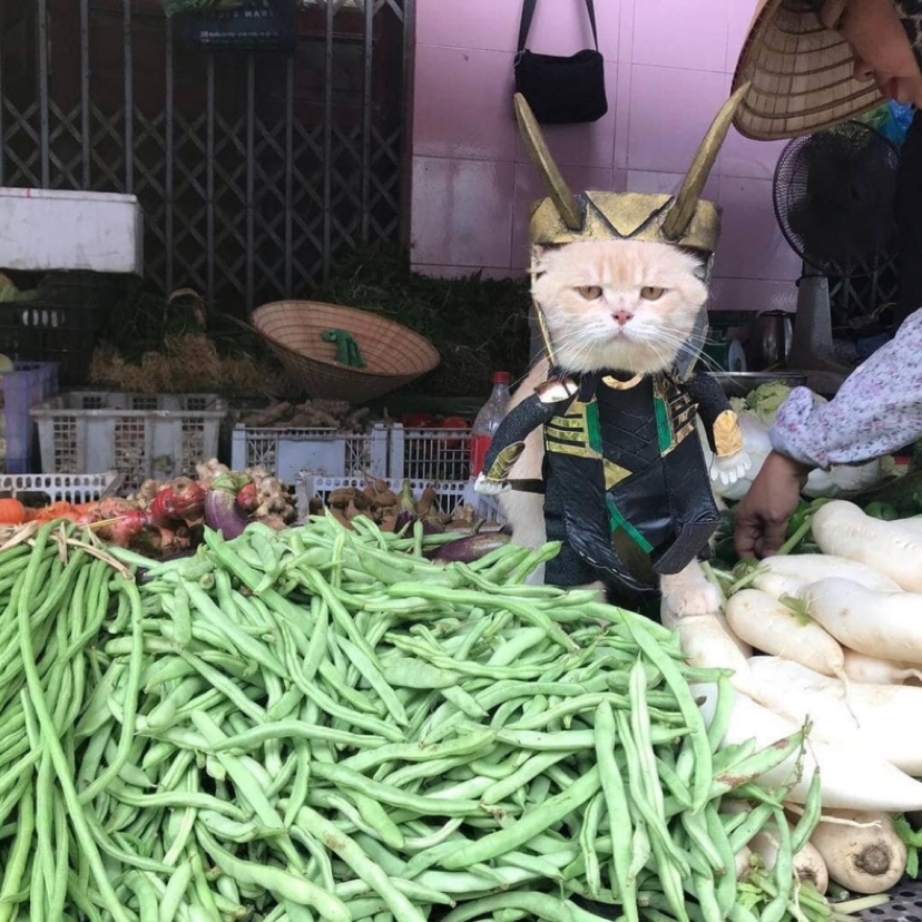 A cat selling fish at a Vietnamese market has won the hearts of thousands of buyers. - Milota, cat, Trade, Vietnam, Market, Longpost