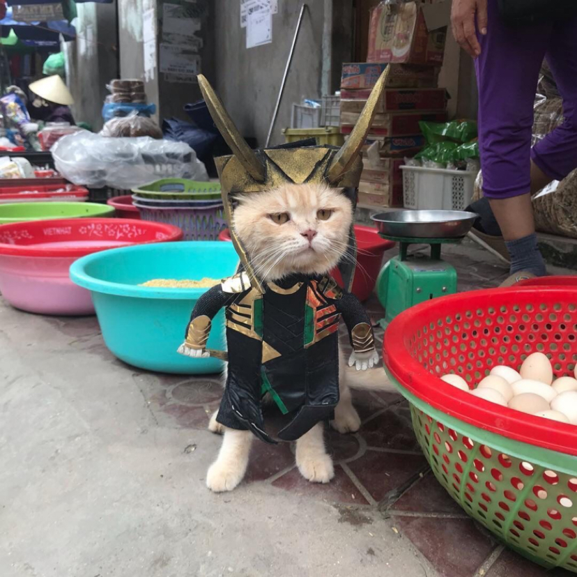 A cat selling fish at a Vietnamese market has won the hearts of thousands of buyers. - Milota, cat, Trade, Vietnam, Market, Longpost