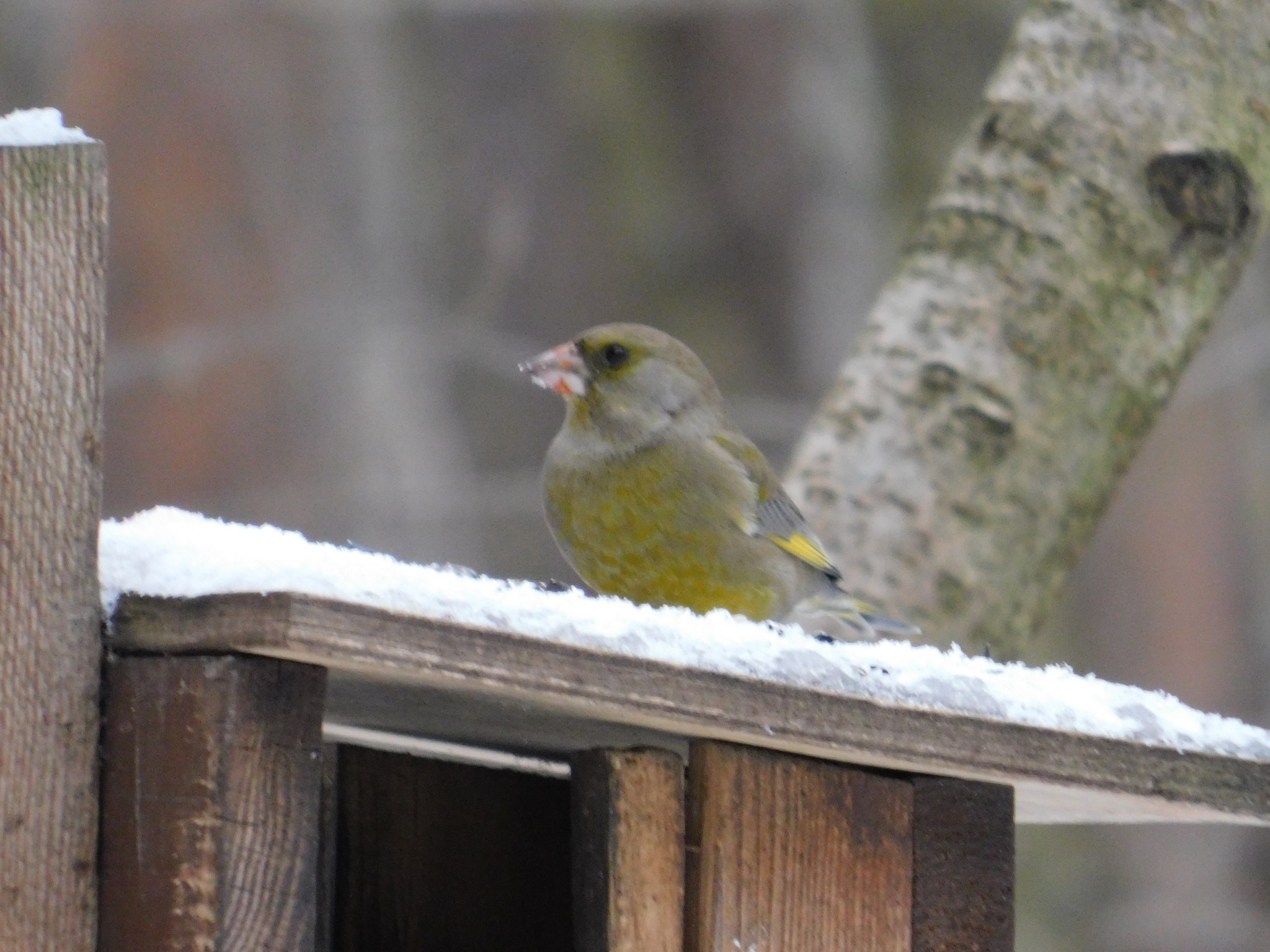 Green flowers in Sosnovka park. 01/06/2020 - My, Greenfinch, Birds, Bird watching, Ornithology, Saint Petersburg, Sosnovka Park, Longpost