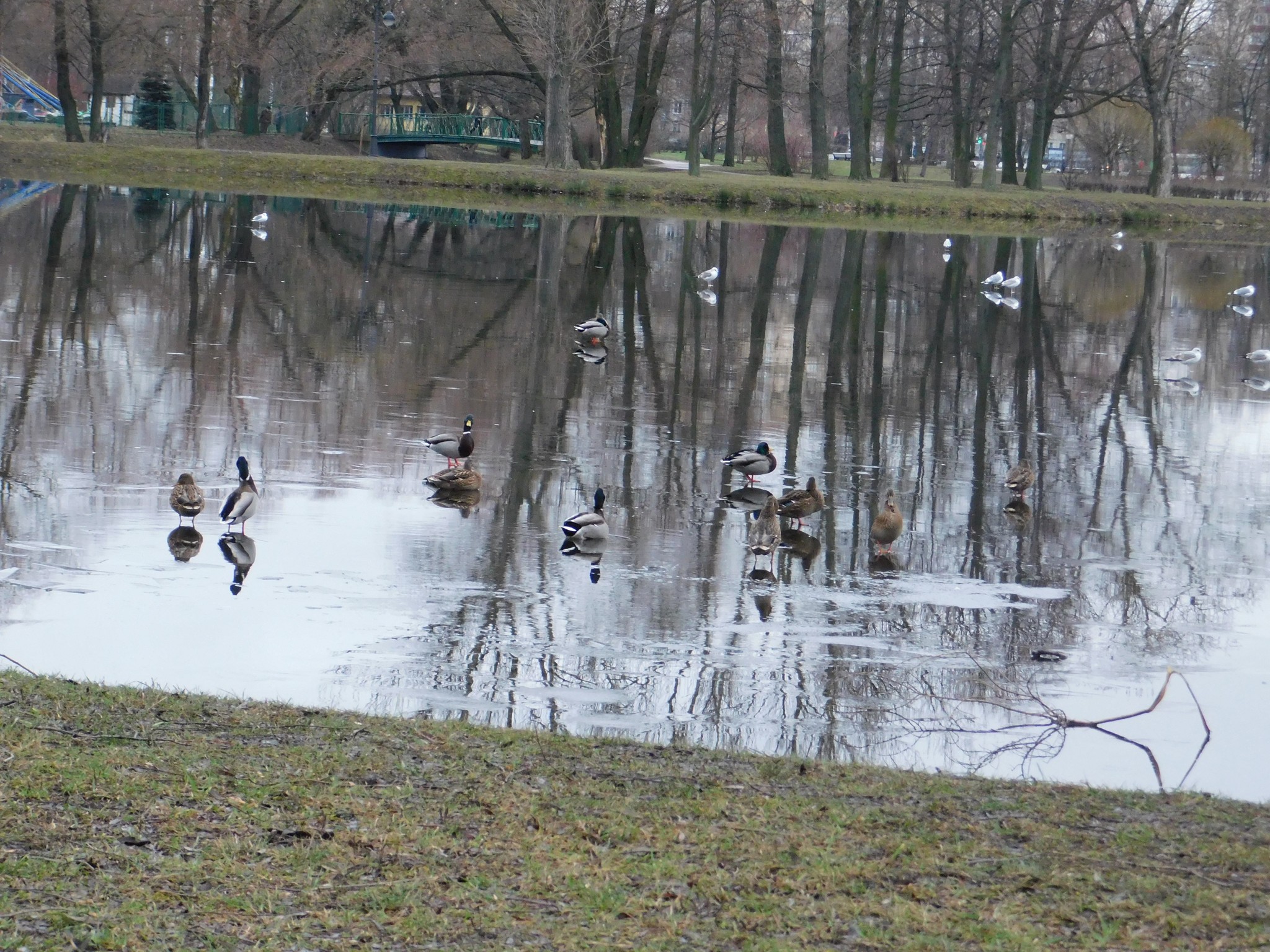 Mallards in Victory Park. 01/07/2020 - My, Mallard duck, Birds, Bird watching, Saint Petersburg, Victory park, Ornithology, Longpost