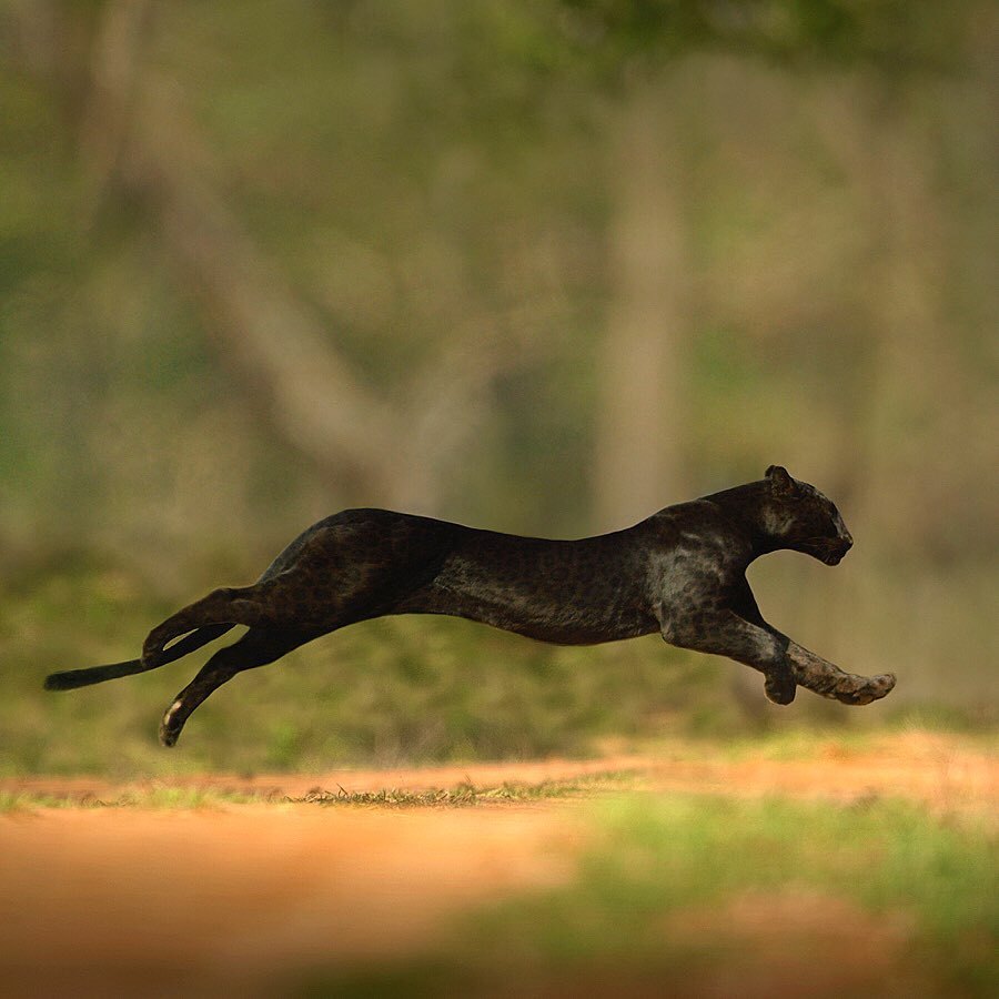 One day in the life of a panther - Panther, Big cats, Animals, Longpost