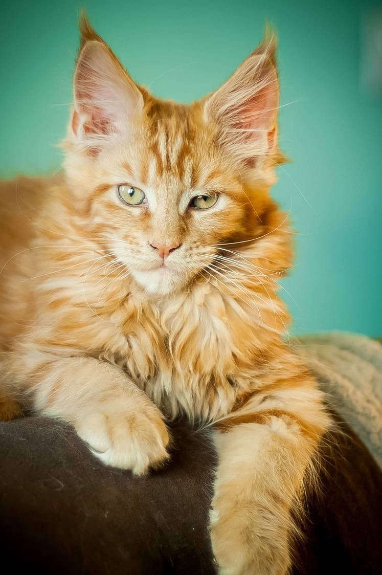 Growing cubs - My, cat, Maine Coon, Kittens, Longpost