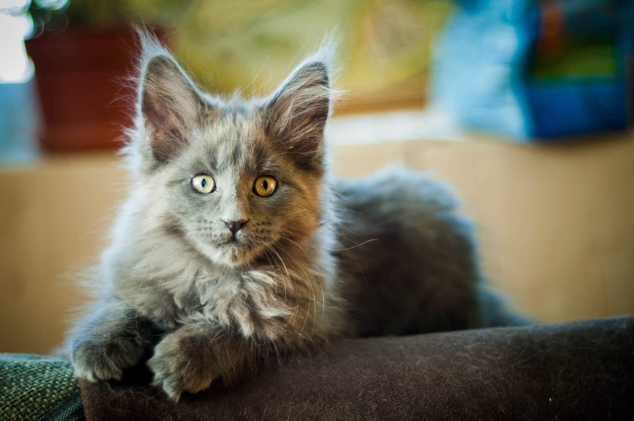 Growing cubs - My, cat, Maine Coon, Kittens, Longpost