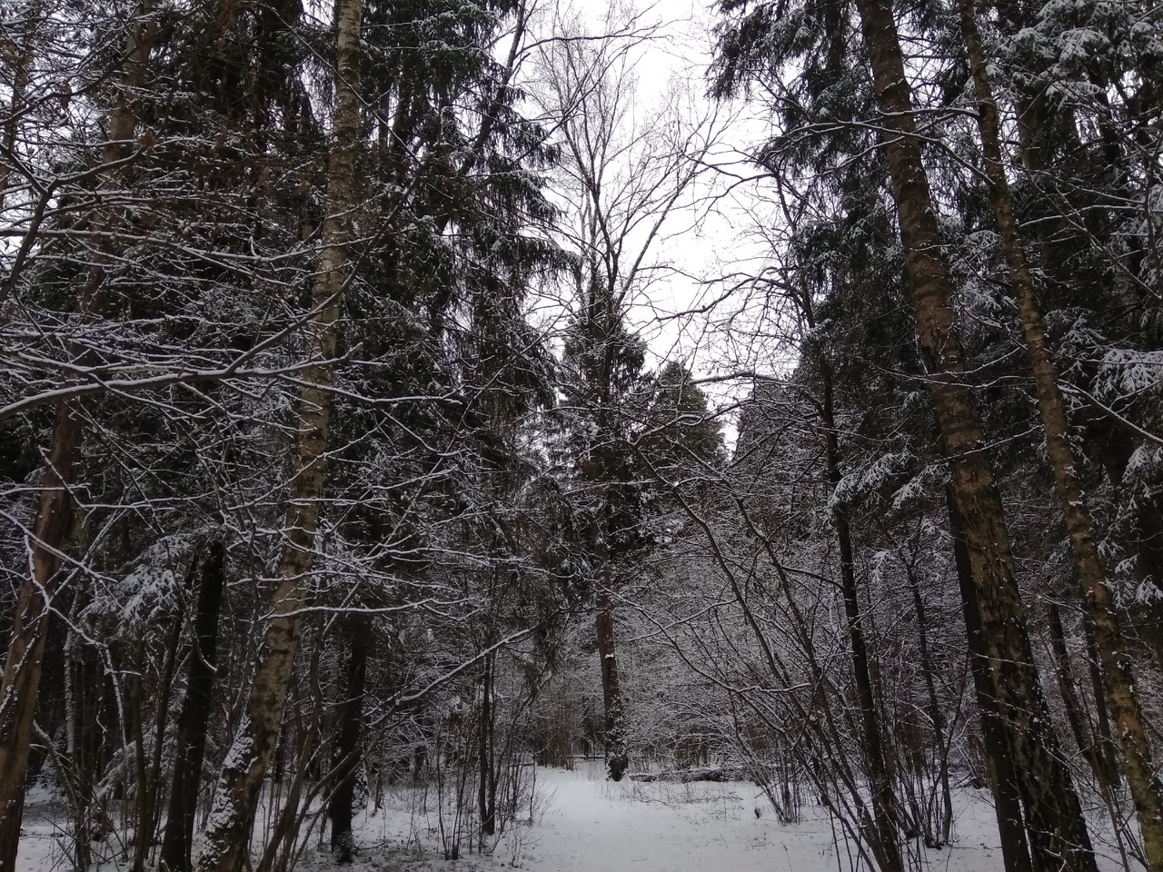 Gloomy forest beauties - My, Forest, The photo, A bike, Longpost