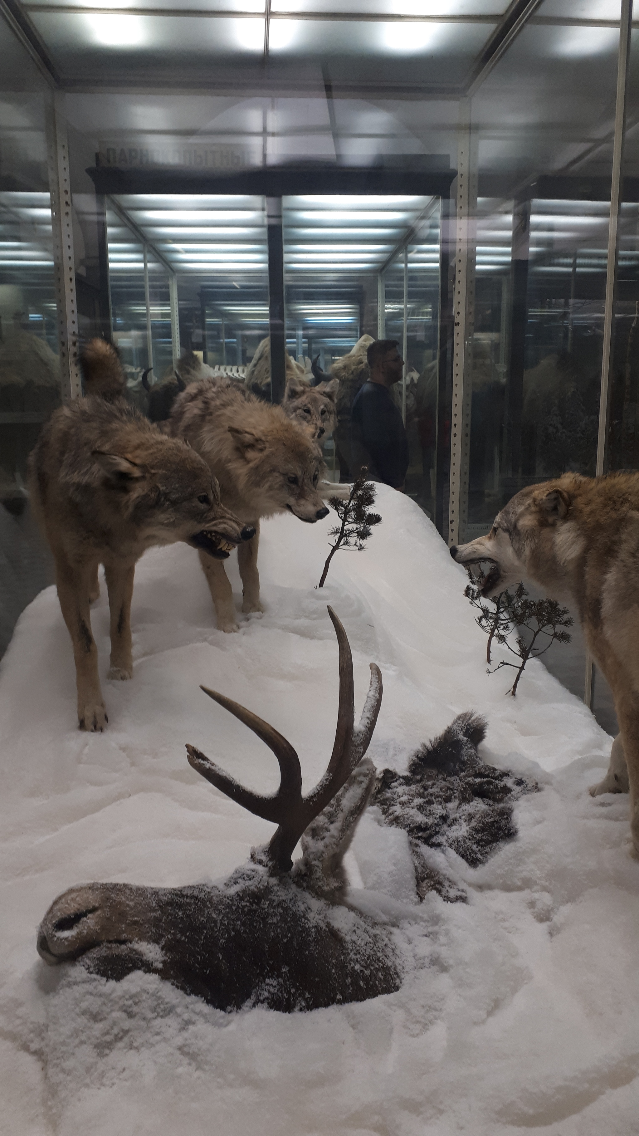 In the Zoological Museum of the Russian Academy of Sciences - My, Saint Petersburg, Museum, Biology, Story, The science, Longpost