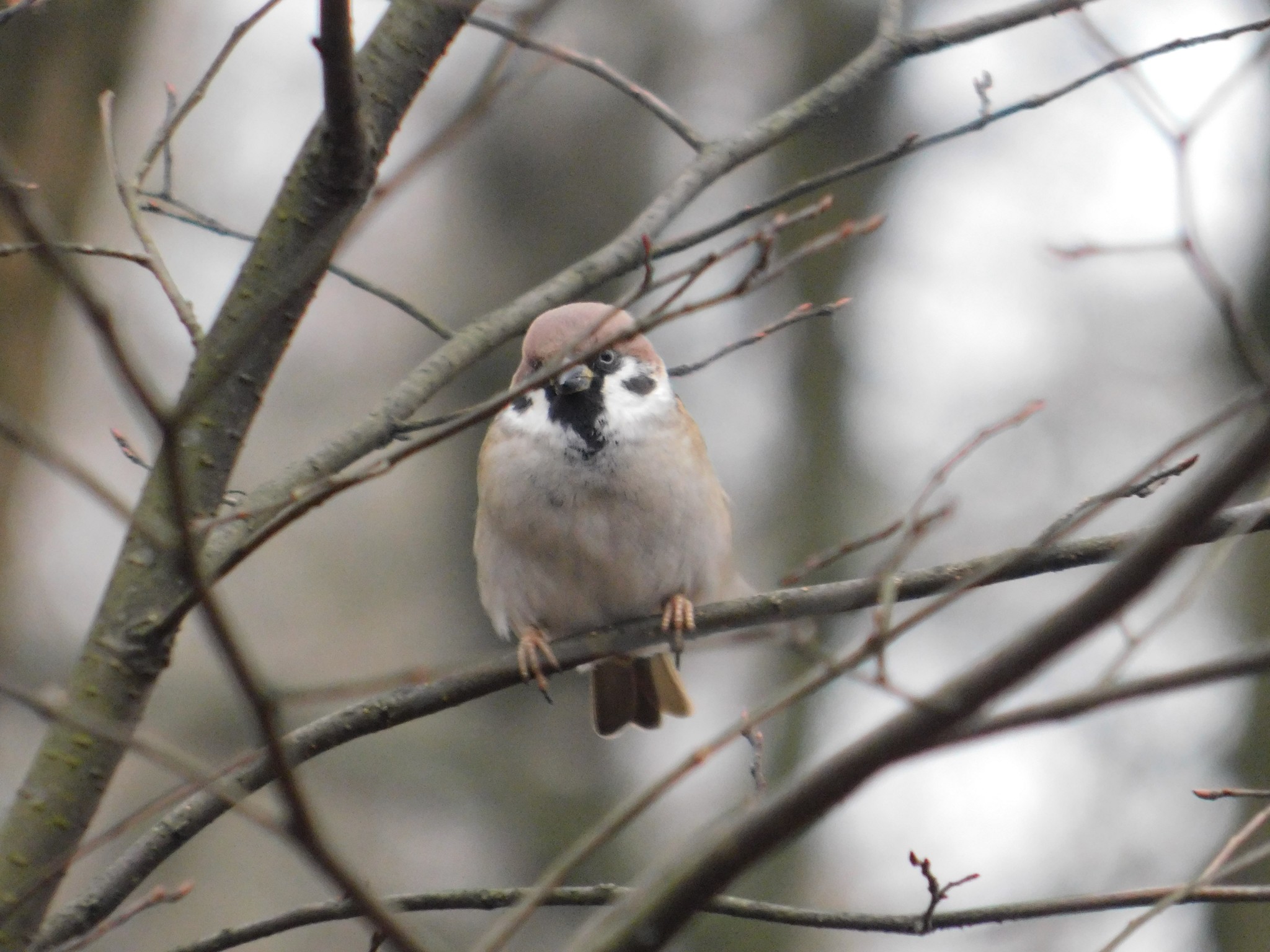 Tree sparrow. Polytech Park. 01/08/2020 - My, Sparrow, Bird watching, Saint Petersburg, Polytech, Ornithology, Birds, Longpost