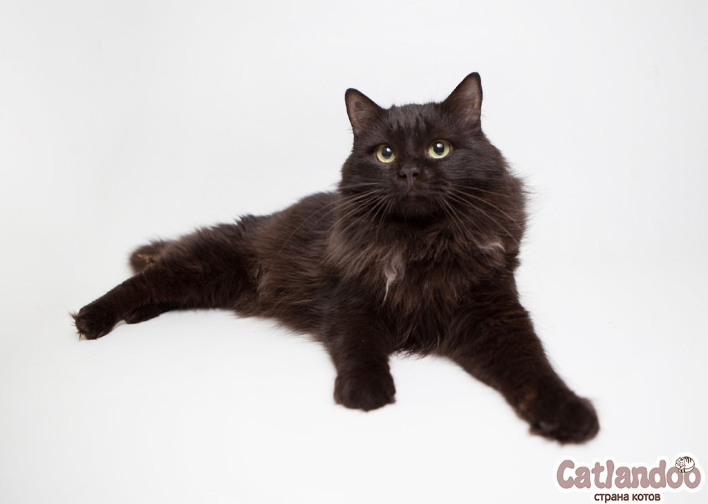 Irresistible cat Agate is looking for a family! - My, Animal shelter, Moscow, cat, Longpost, No rating