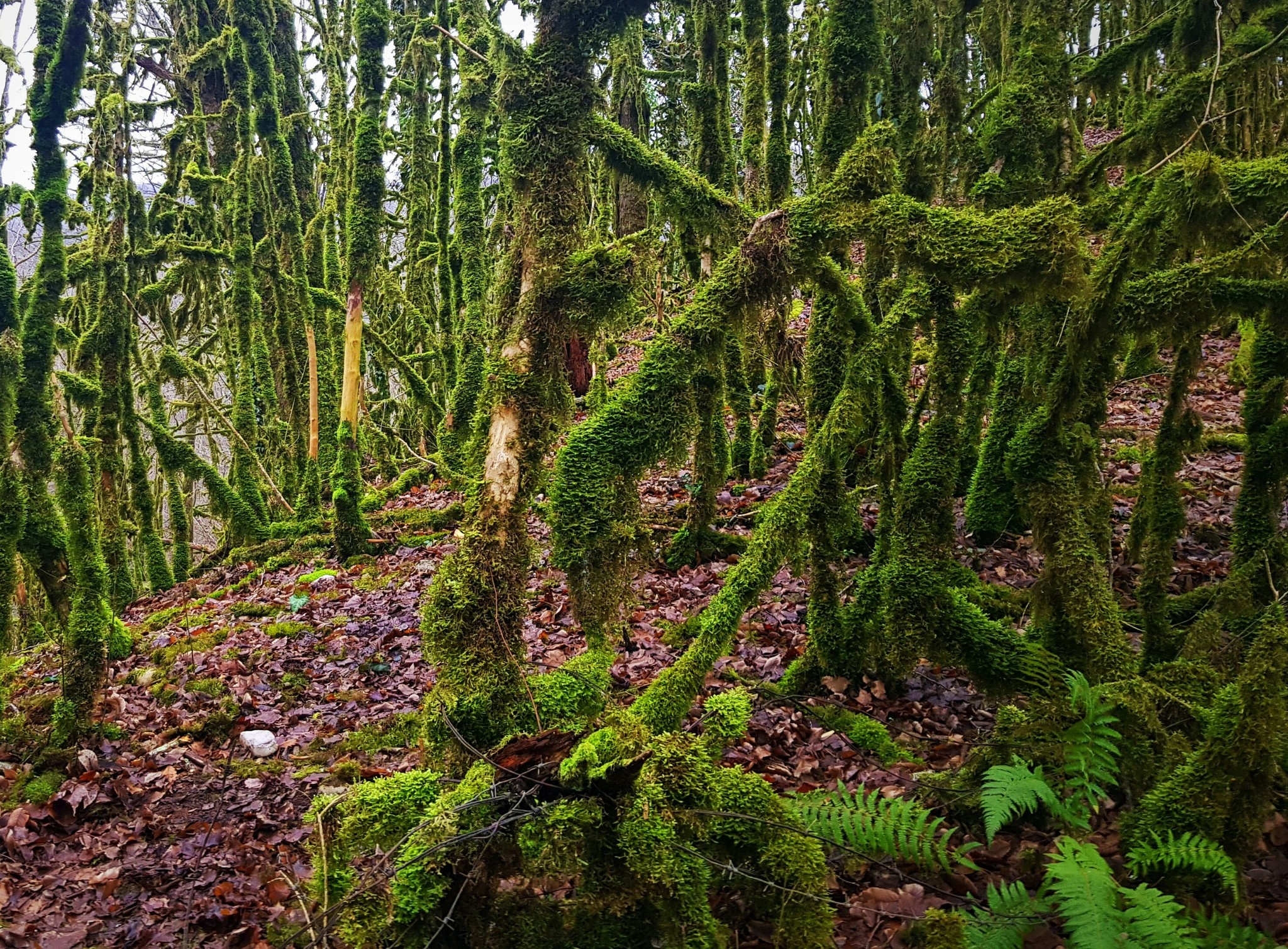 Самшитовый лес в Абхазии