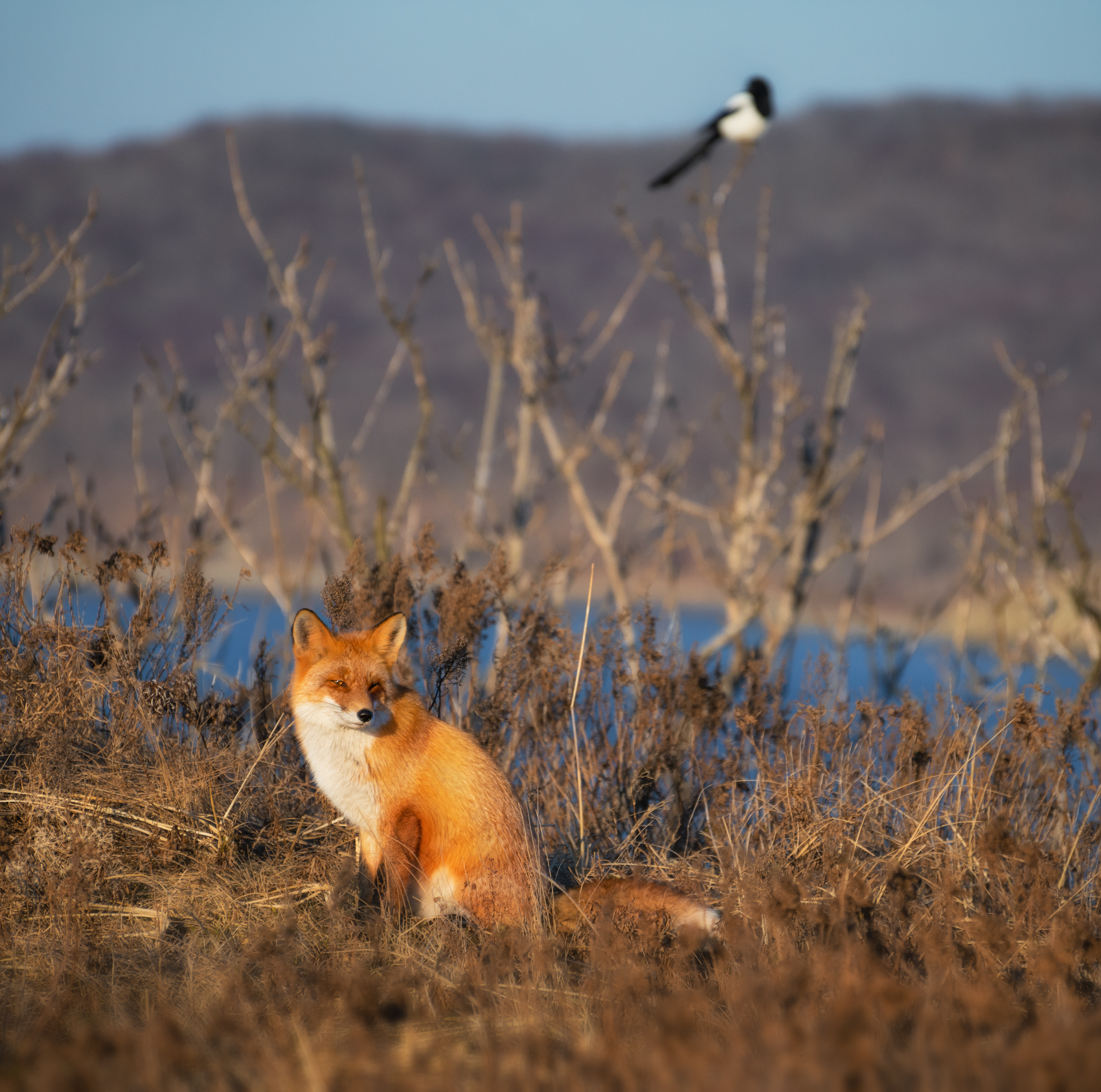 Foxes of Primorye - Fox, Primorsky Krai, Russian island, Longpost, Animals, The photo