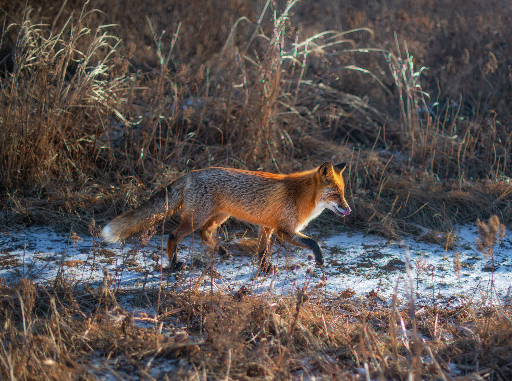 Foxes of Primorye - Fox, Primorsky Krai, Russian island, Longpost, Animals, The photo