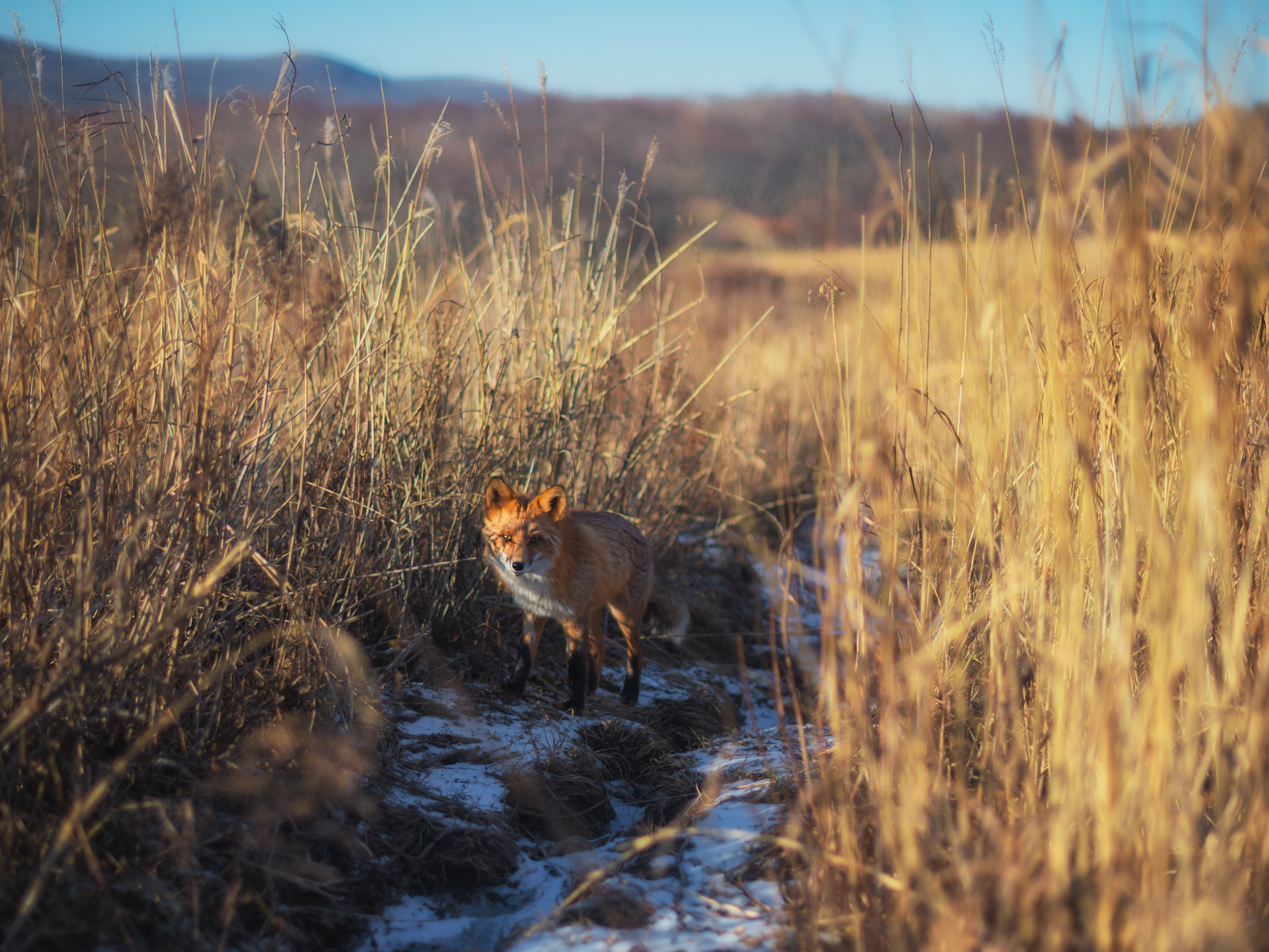 Foxes of Primorye - Fox, Primorsky Krai, Russian island, Longpost, Animals, The photo