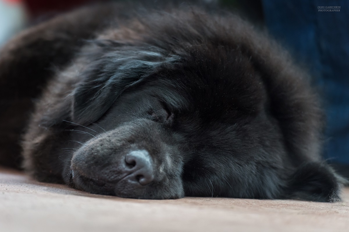 The first publication in the New Year is another series of reportage photographs from dog shows in the South of Russia. Enjoy watching and good mood - My, Dog, Dog show, Dogs and people, Dog lovers, Dog days, Animalistics, Longpost