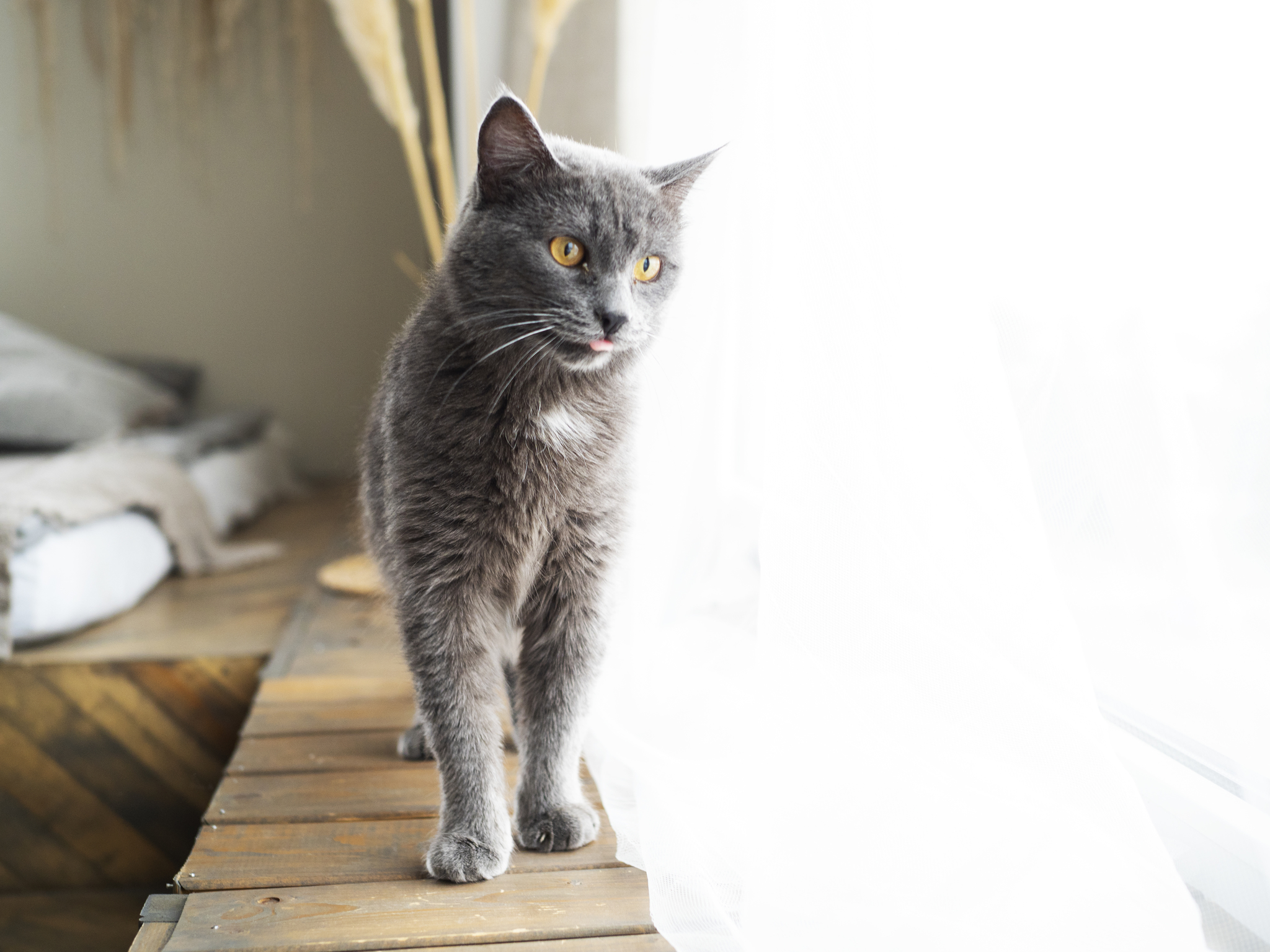 Photo session of shelter cats in Chelyabinsk - My, cat, Catomafia, No rating, Chelyabinsk, Shelter, Longpost