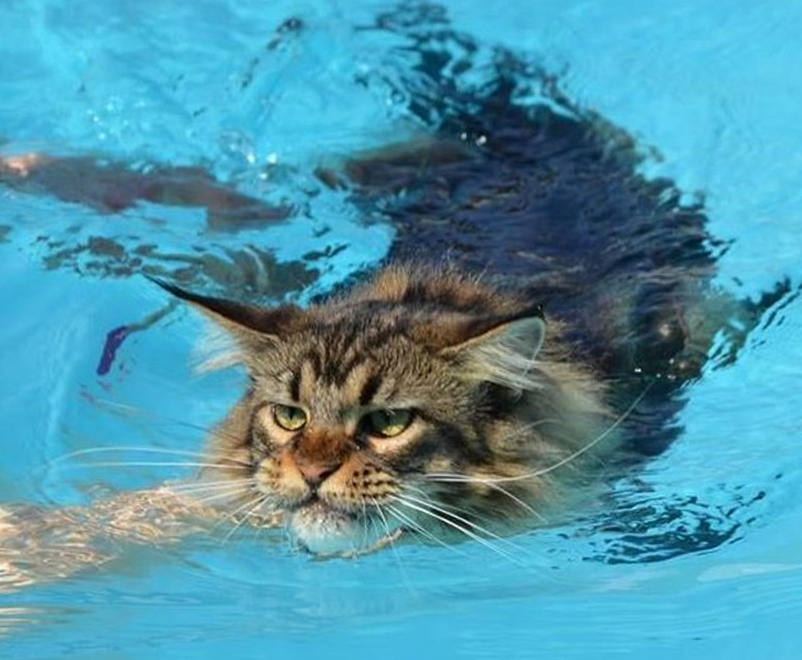 Кошки Вода Фото