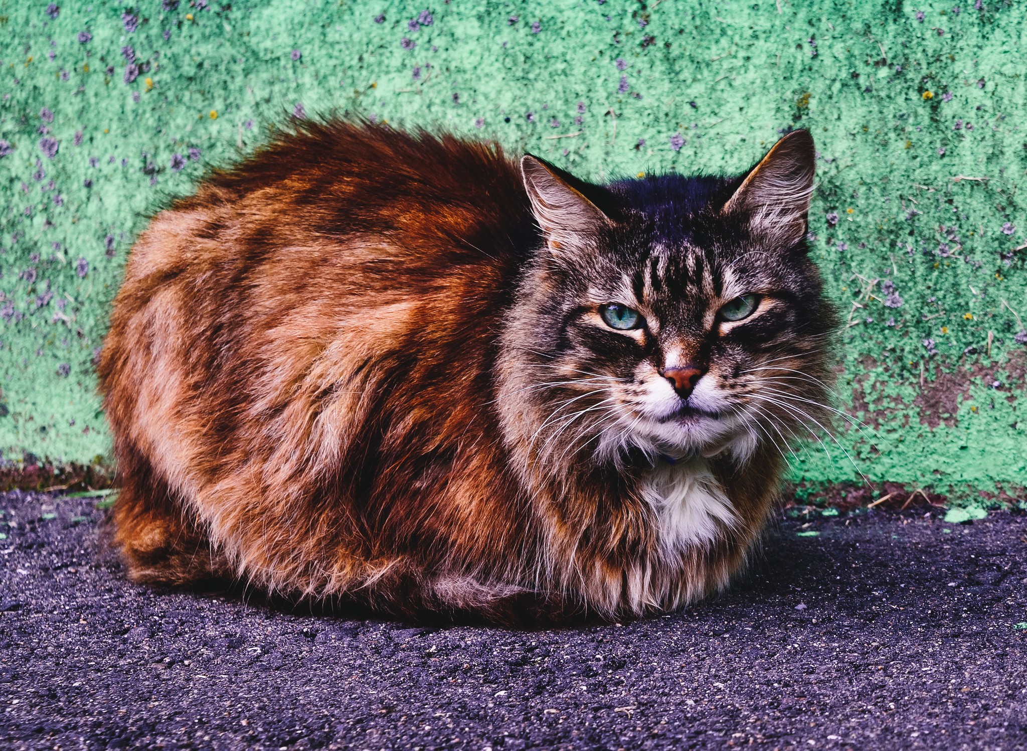 Another street cat (cat) - My, cat, Catomafia