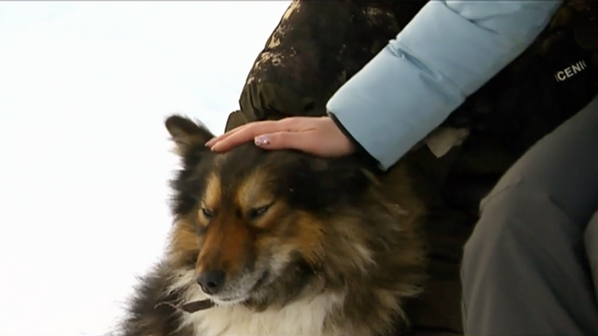 Meet the Nenets Laika - the symbol of the tundra! - Yamal, Kmns, Dog, Animals, Laika, Video, Longpost