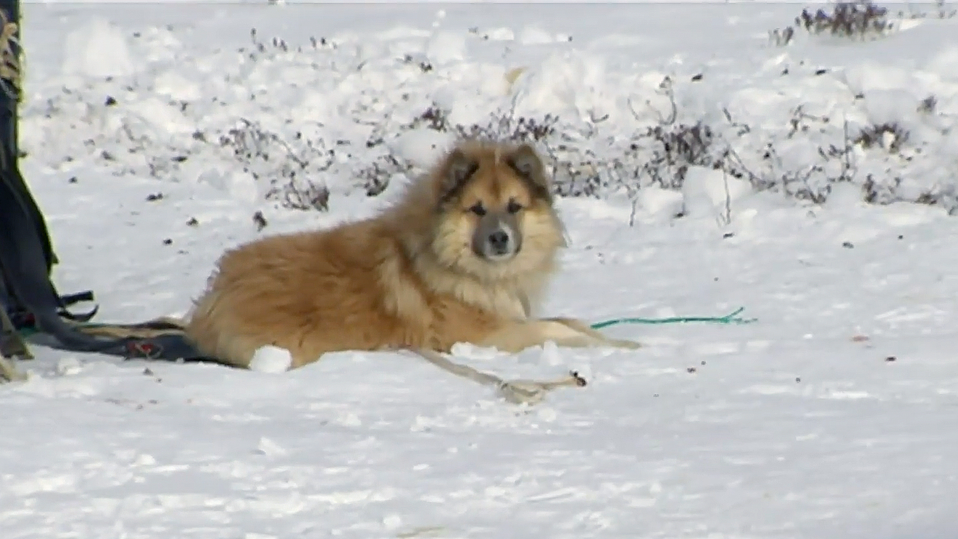 Meet the Nenets Laika - the symbol of the tundra! - Yamal, Kmns, Dog, Animals, Laika, Video, Longpost