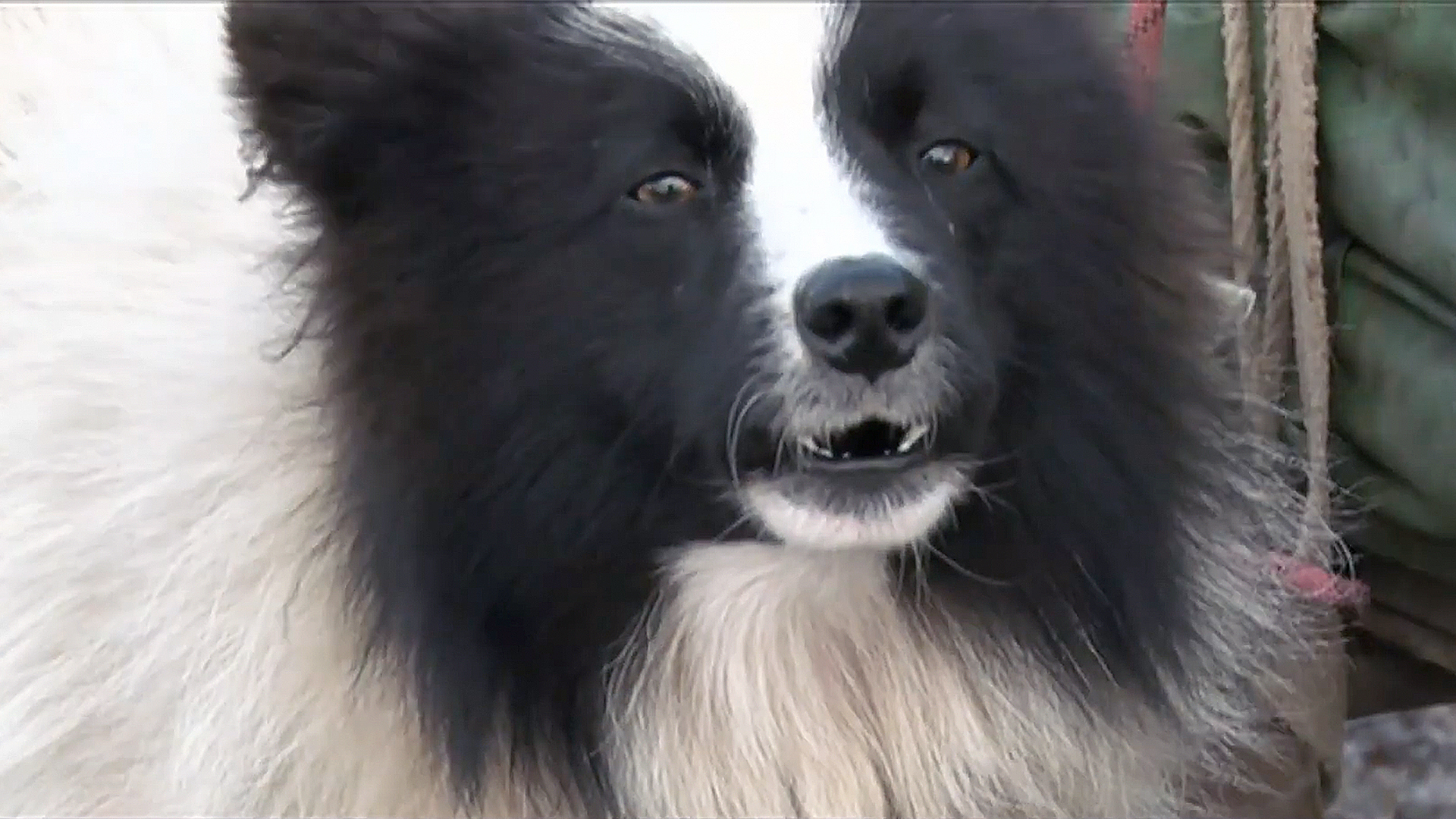 Meet the Nenets Laika - the symbol of the tundra! - Yamal, Kmns, Dog, Animals, Laika, Video, Longpost