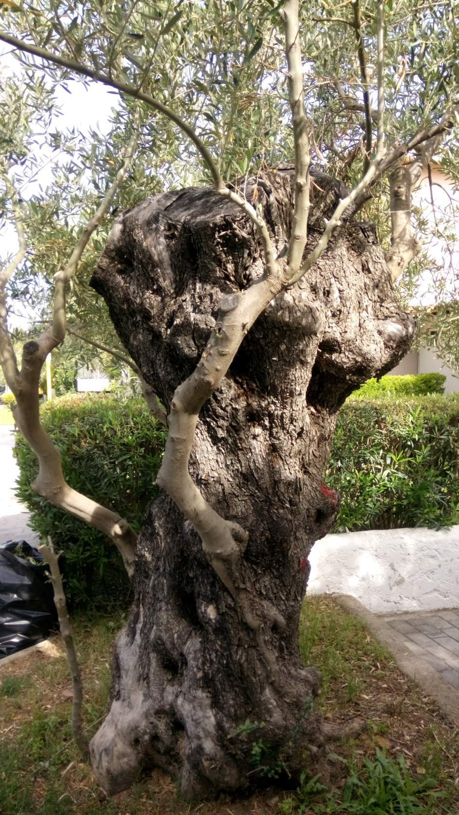 Olive - My, Tree, Old age, Immortality, Olive tree